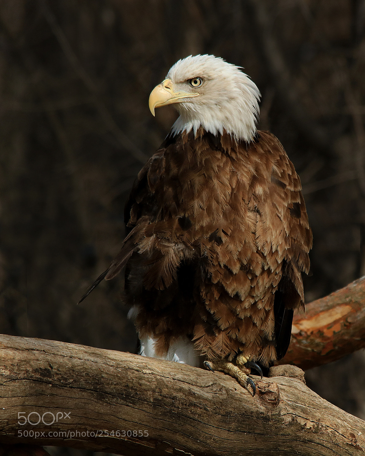 Canon EOS 750D (EOS Rebel T6i / EOS Kiss X8i) sample photo. Bald eagle on log photography