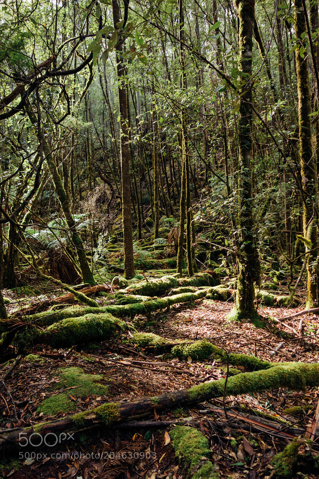 Sony Cyber-shot DSC-RX100 sample photo. Tasmania rain forest photography