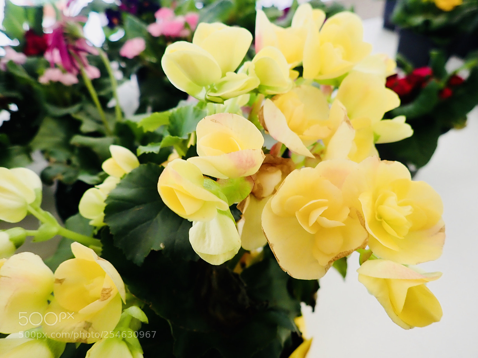 Olympus TG-5 sample photo. Flowers photography