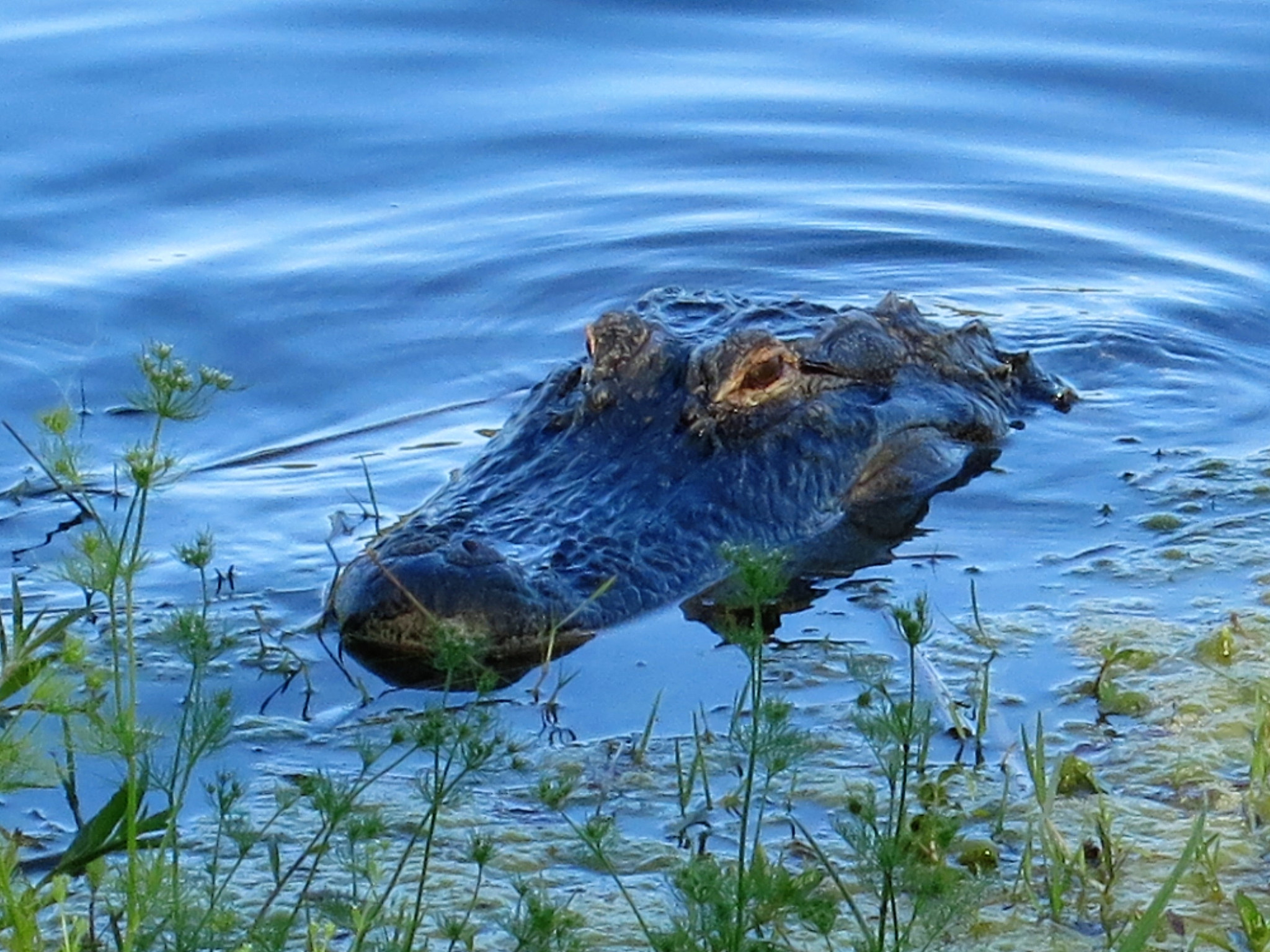 Canon PowerShot S110 sample photo. Gator photography