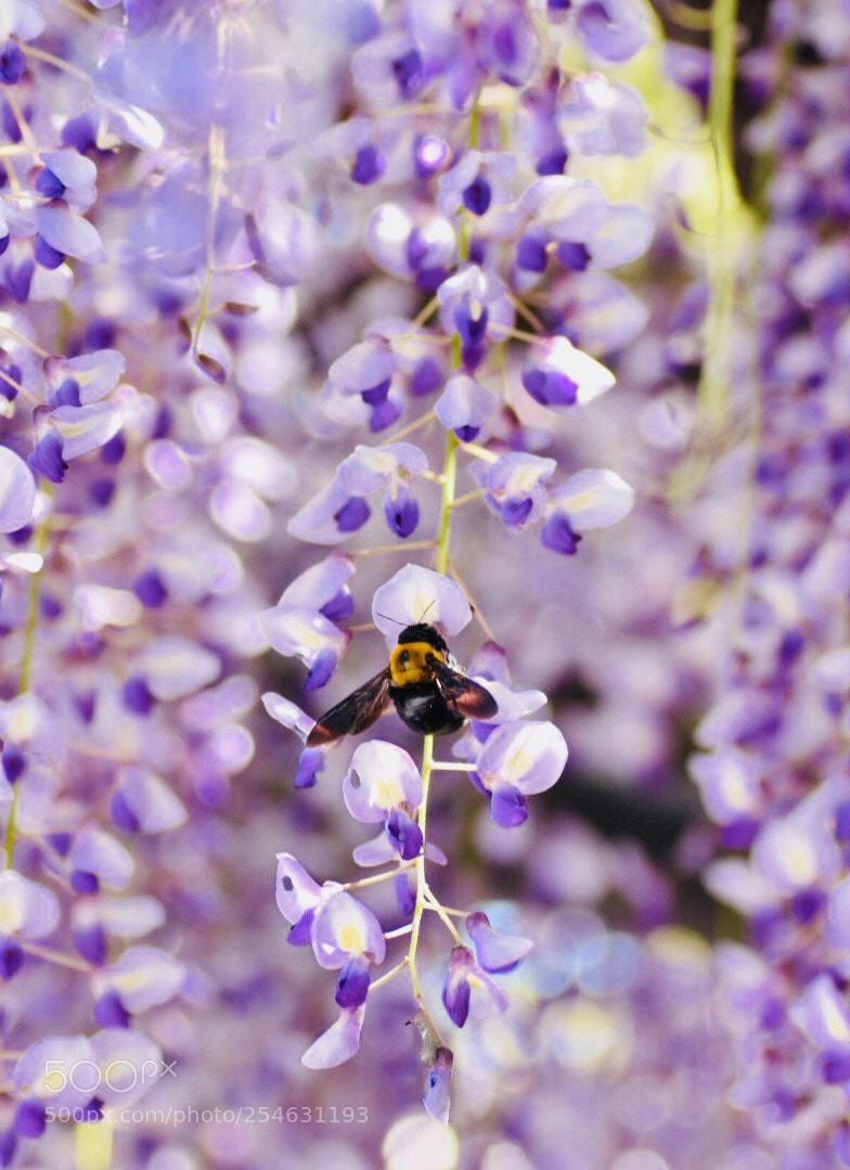 Nikon D7200 sample photo. Big bee photography