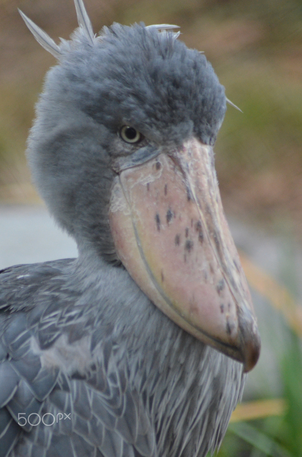 Nikon AF Nikkor 70-300mm F4-5.6G sample photo. (t) photography