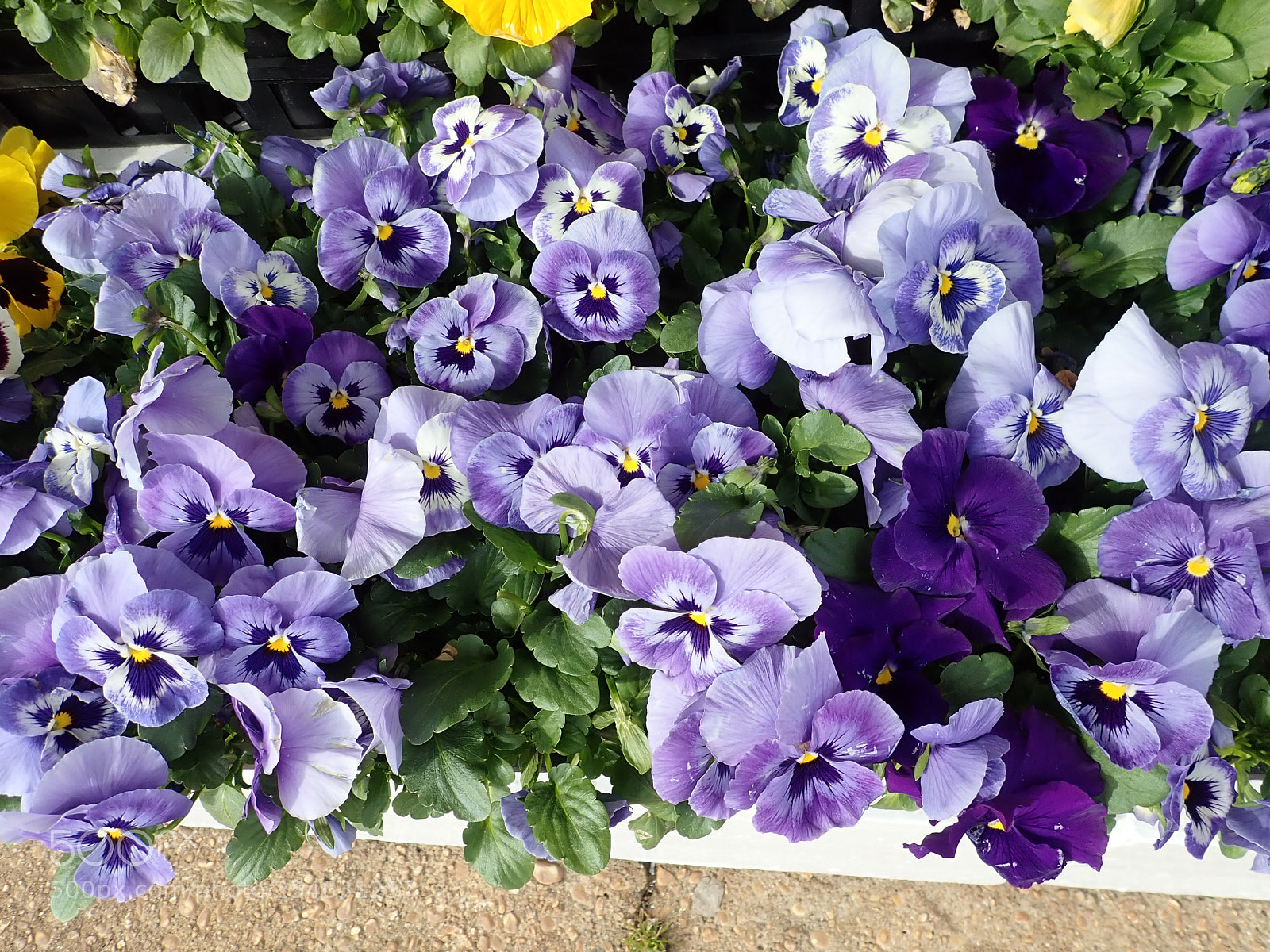 Olympus TG-5 sample photo. Flowers photography
