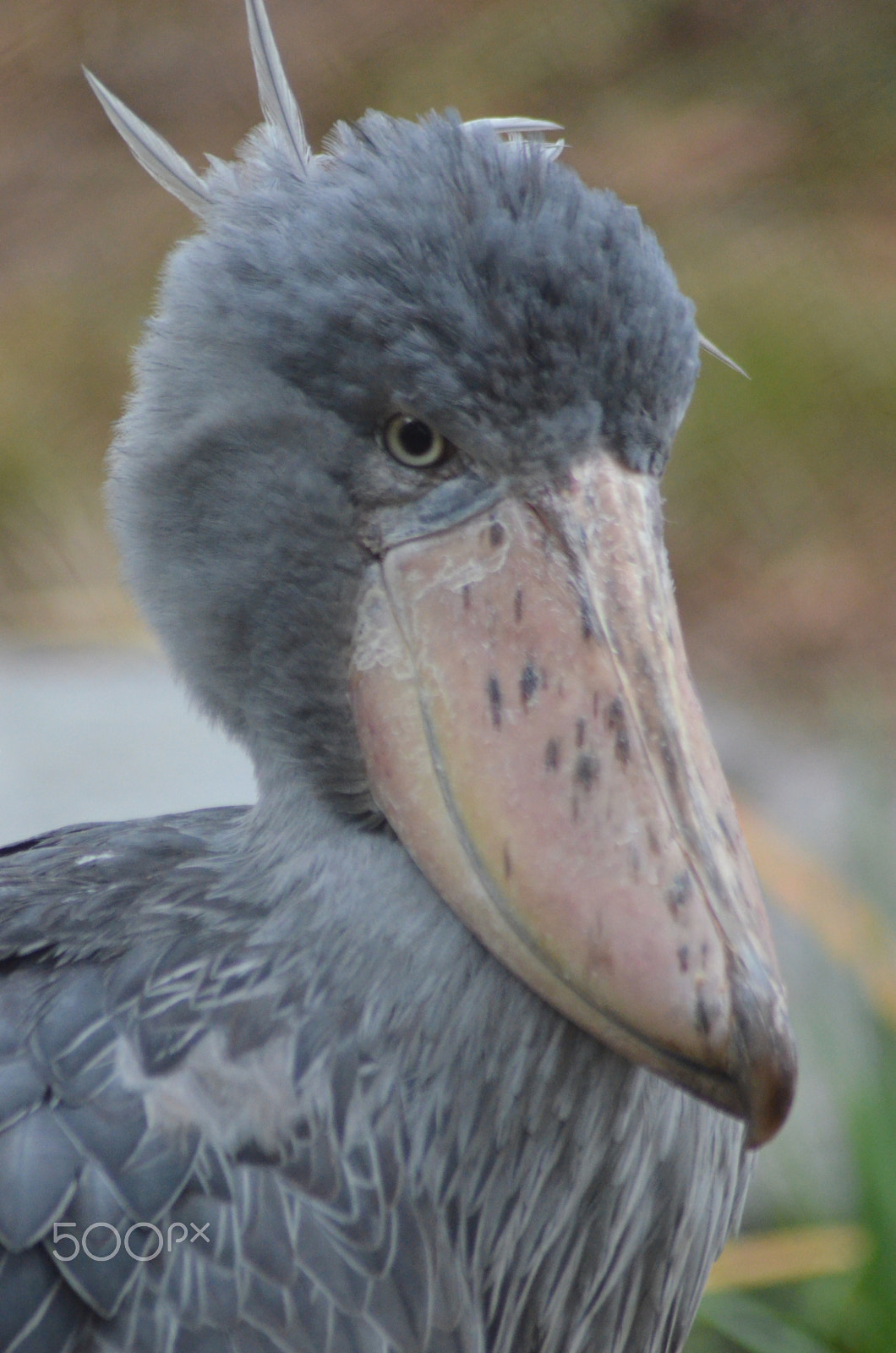 Nikon AF Nikkor 70-300mm F4-5.6G sample photo. (t) photography