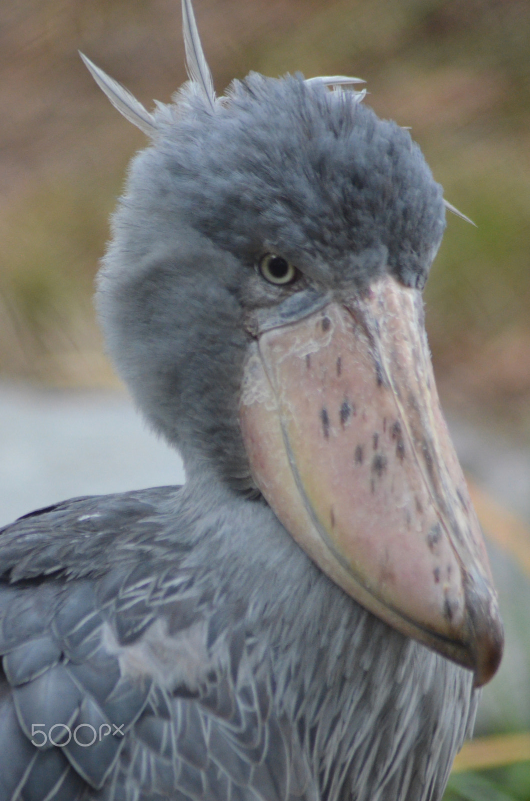 Nikon AF Nikkor 70-300mm F4-5.6G sample photo. (t) photography