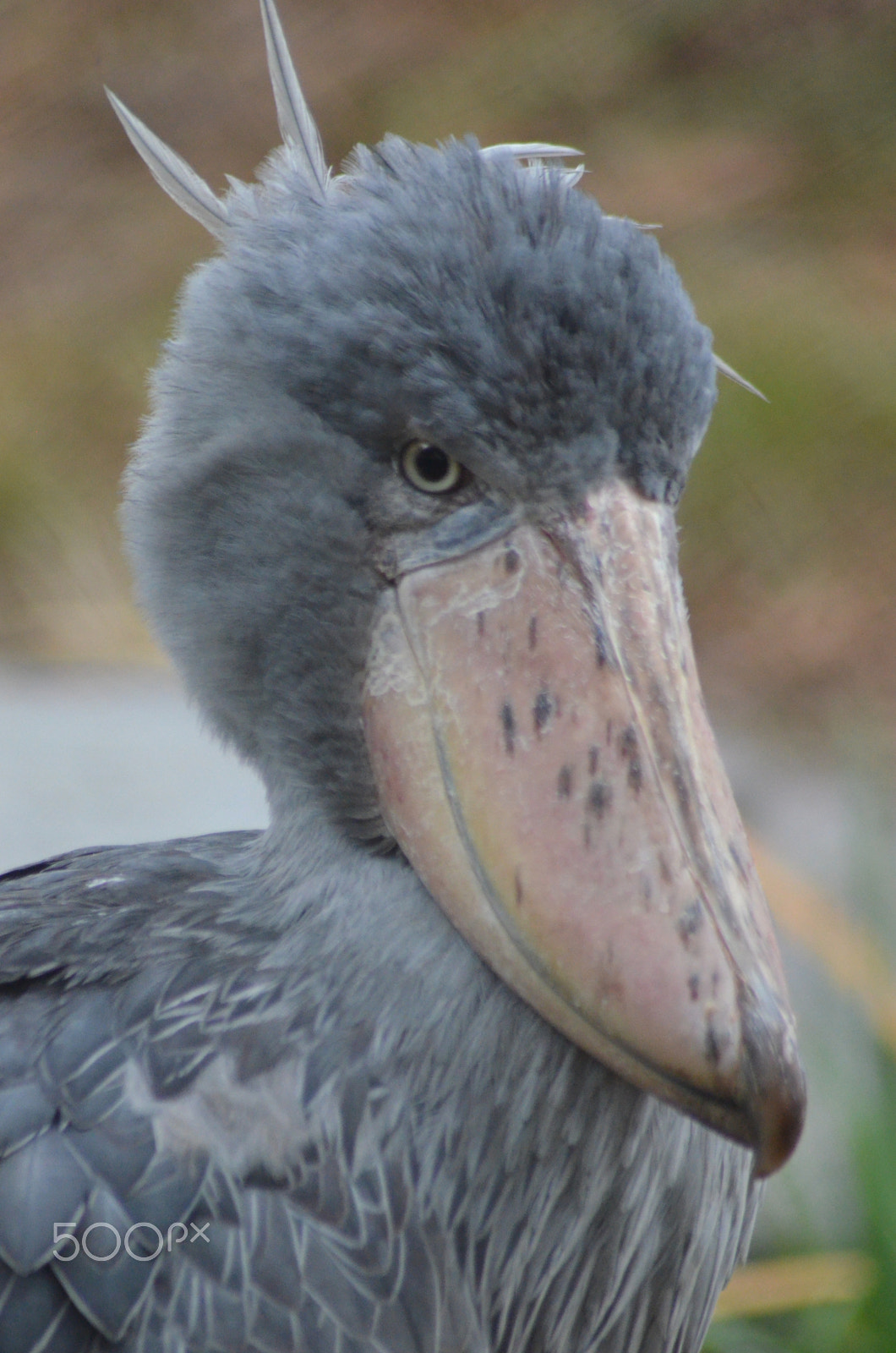 Nikon AF Nikkor 70-300mm F4-5.6G sample photo. (t) photography