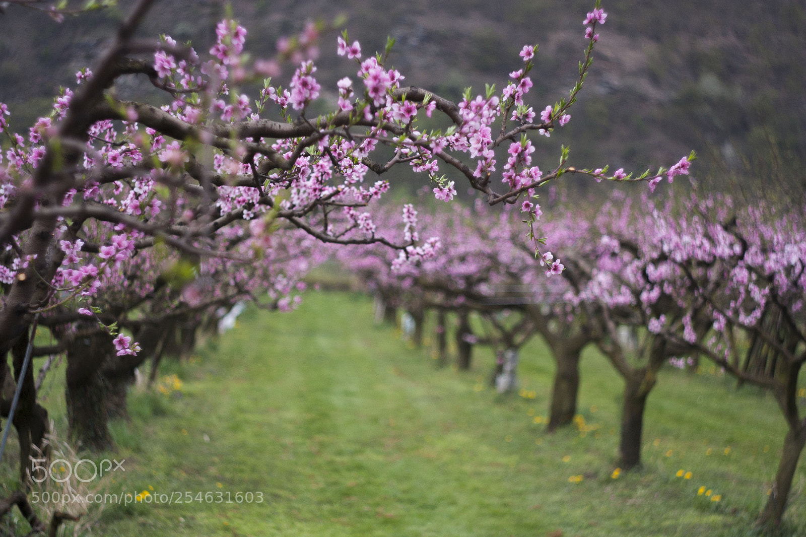 Canon EOS 450D (EOS Rebel XSi / EOS Kiss X2) sample photo. Blooming at wachau valley photography
