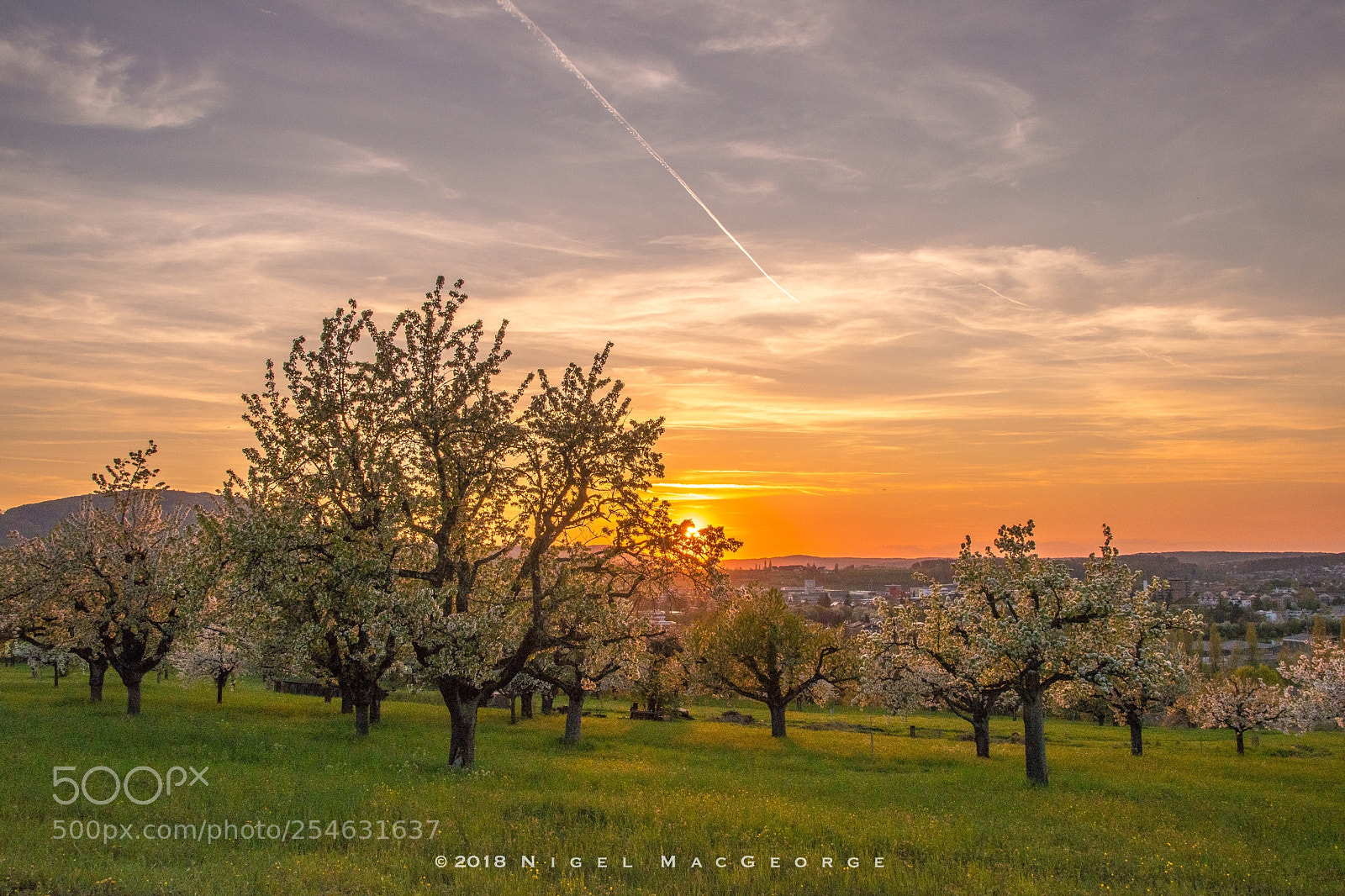 Nikon D5500 sample photo. Gempen cherry blossom orchard photography