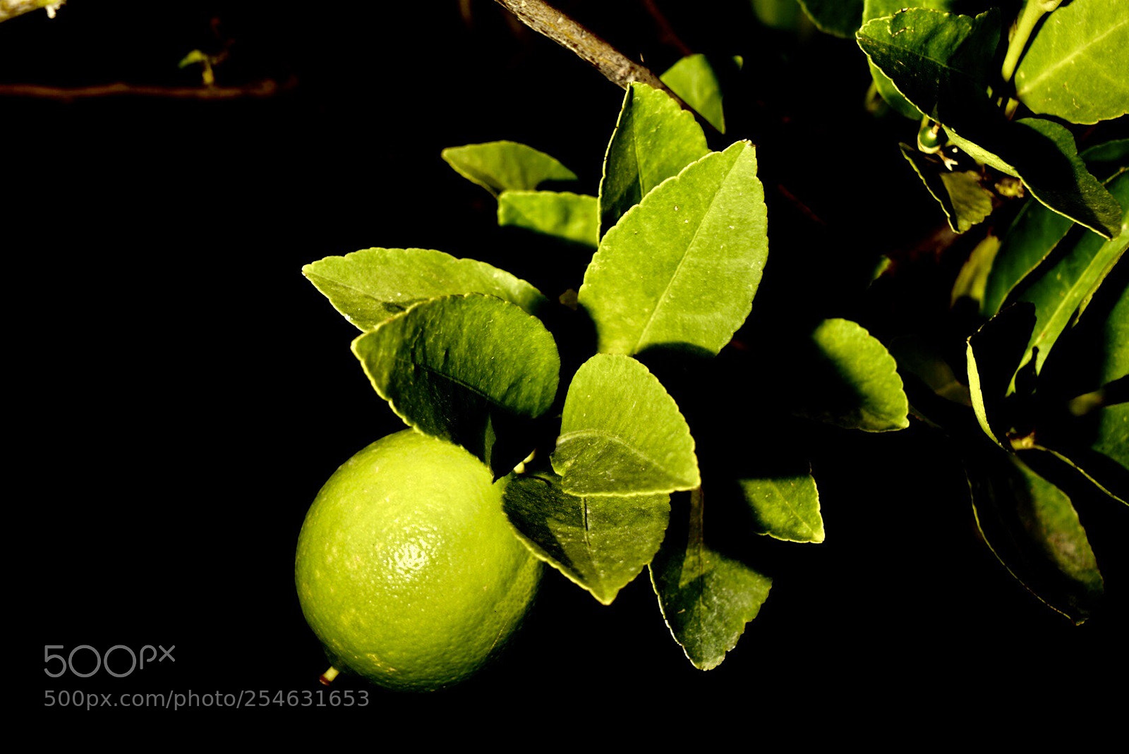 Sony a7 II sample photo. Mas limones  photography