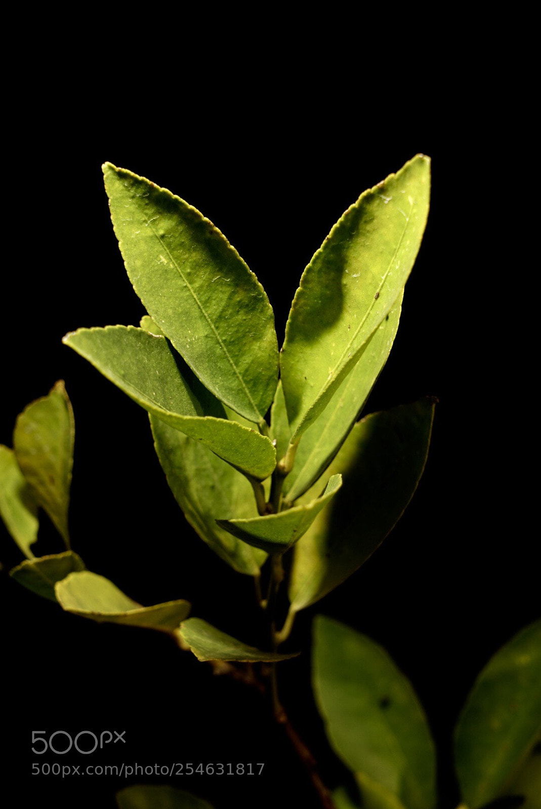 Sony a7 II sample photo. Lime tree leaves photography