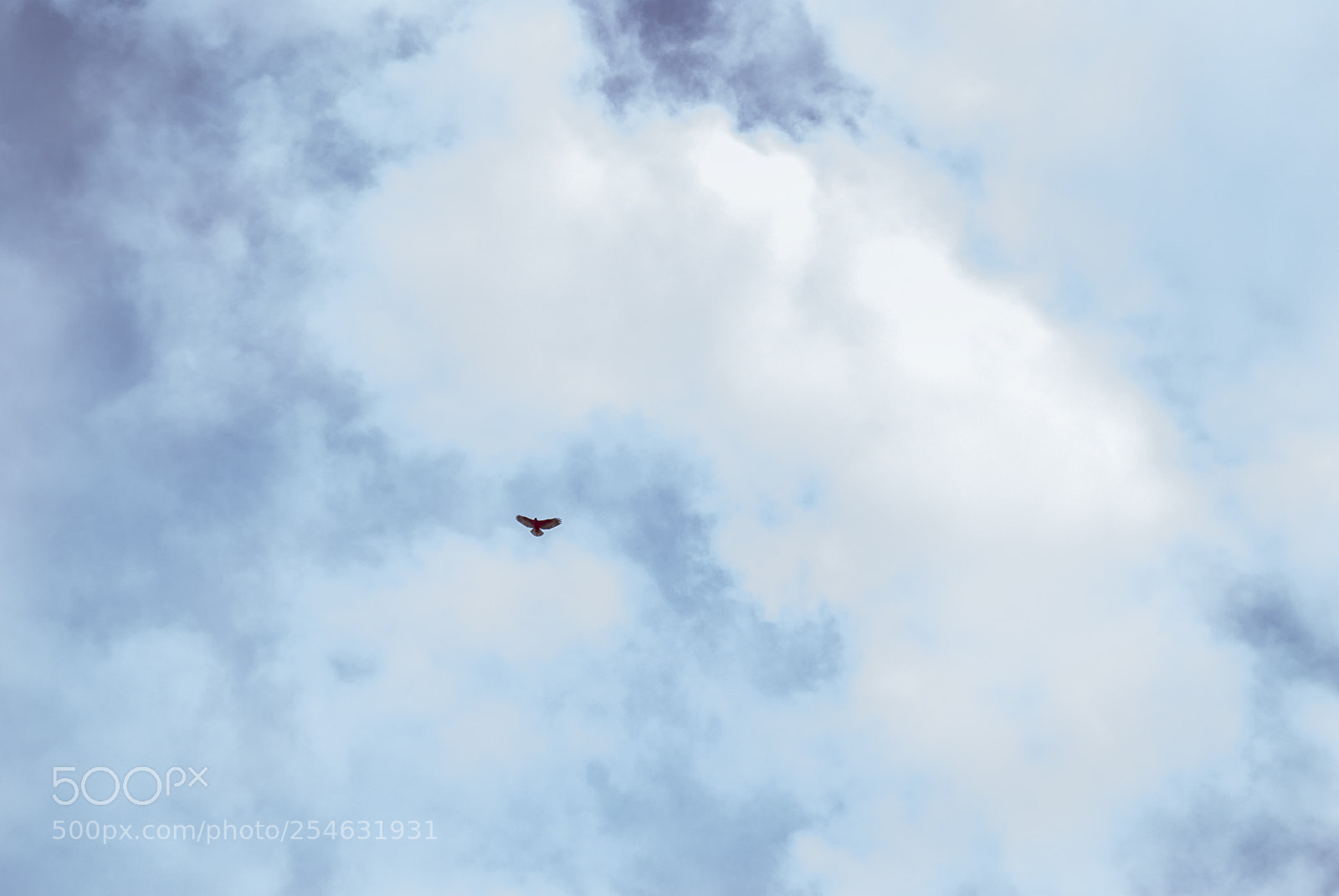 Nikon D3000 sample photo. High sky photography