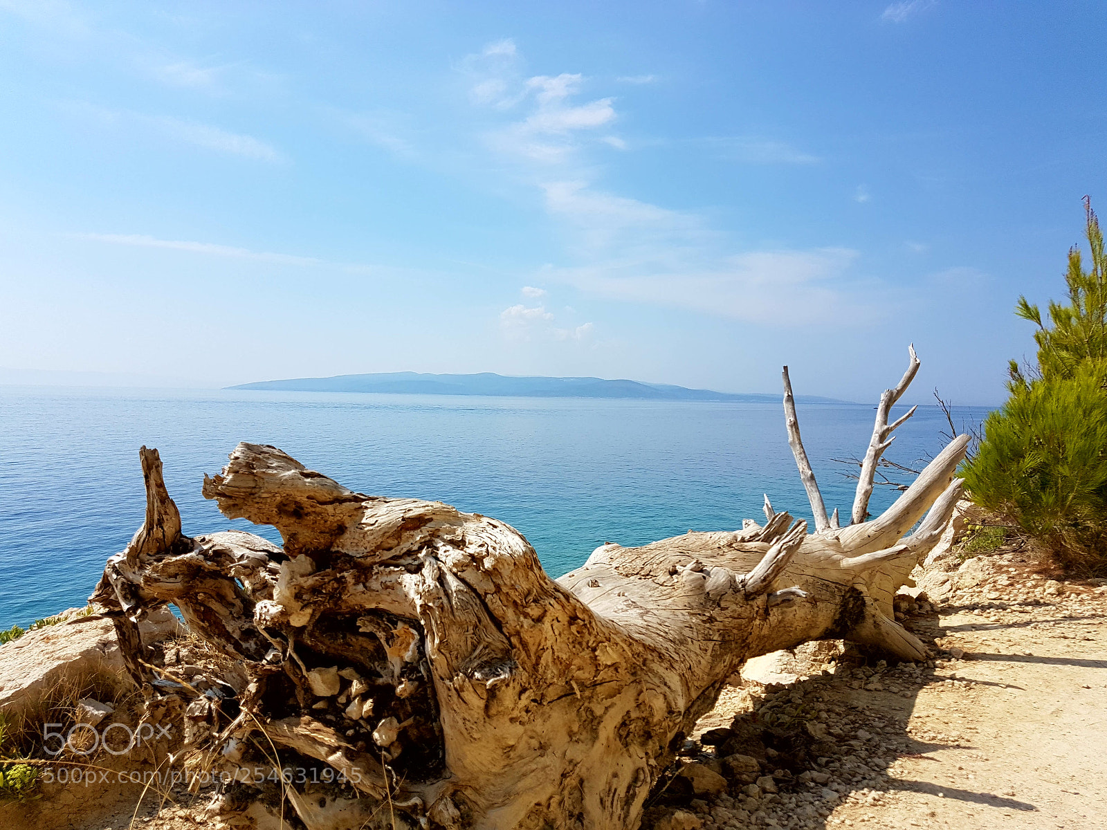 Samsung Galaxy S7 Edge sample photo. Treetrunk photography
