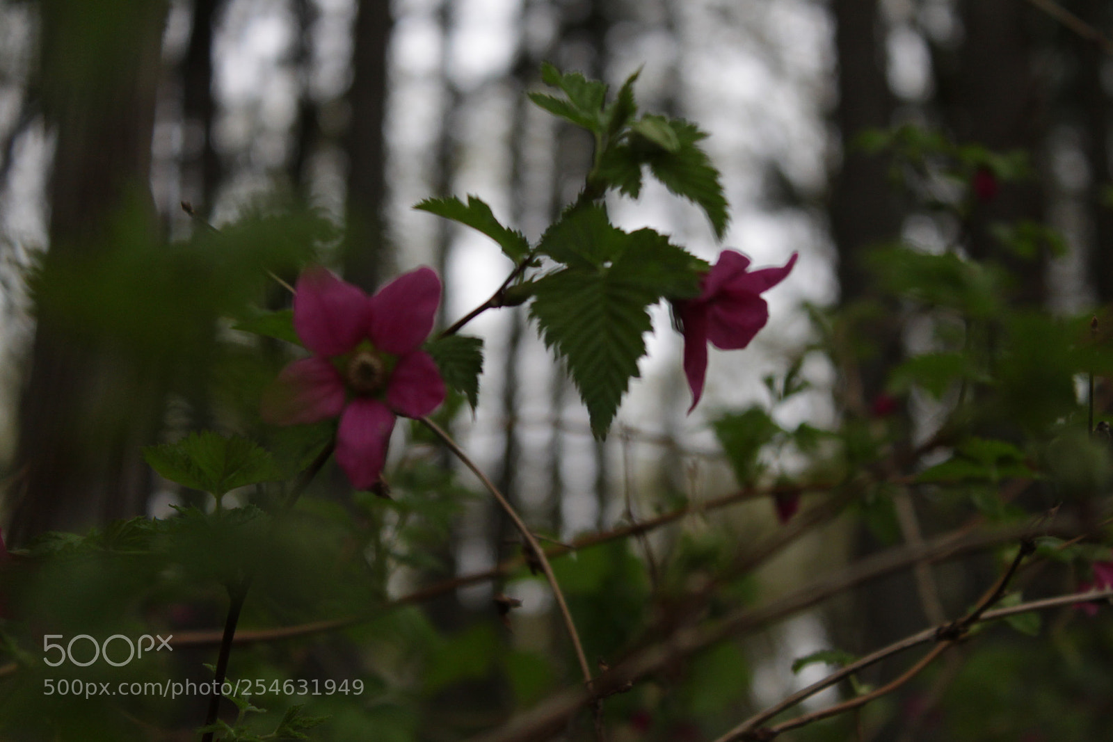 Canon EOS 500D (EOS Rebel T1i / EOS Kiss X3) sample photo. Tucked away in the photography