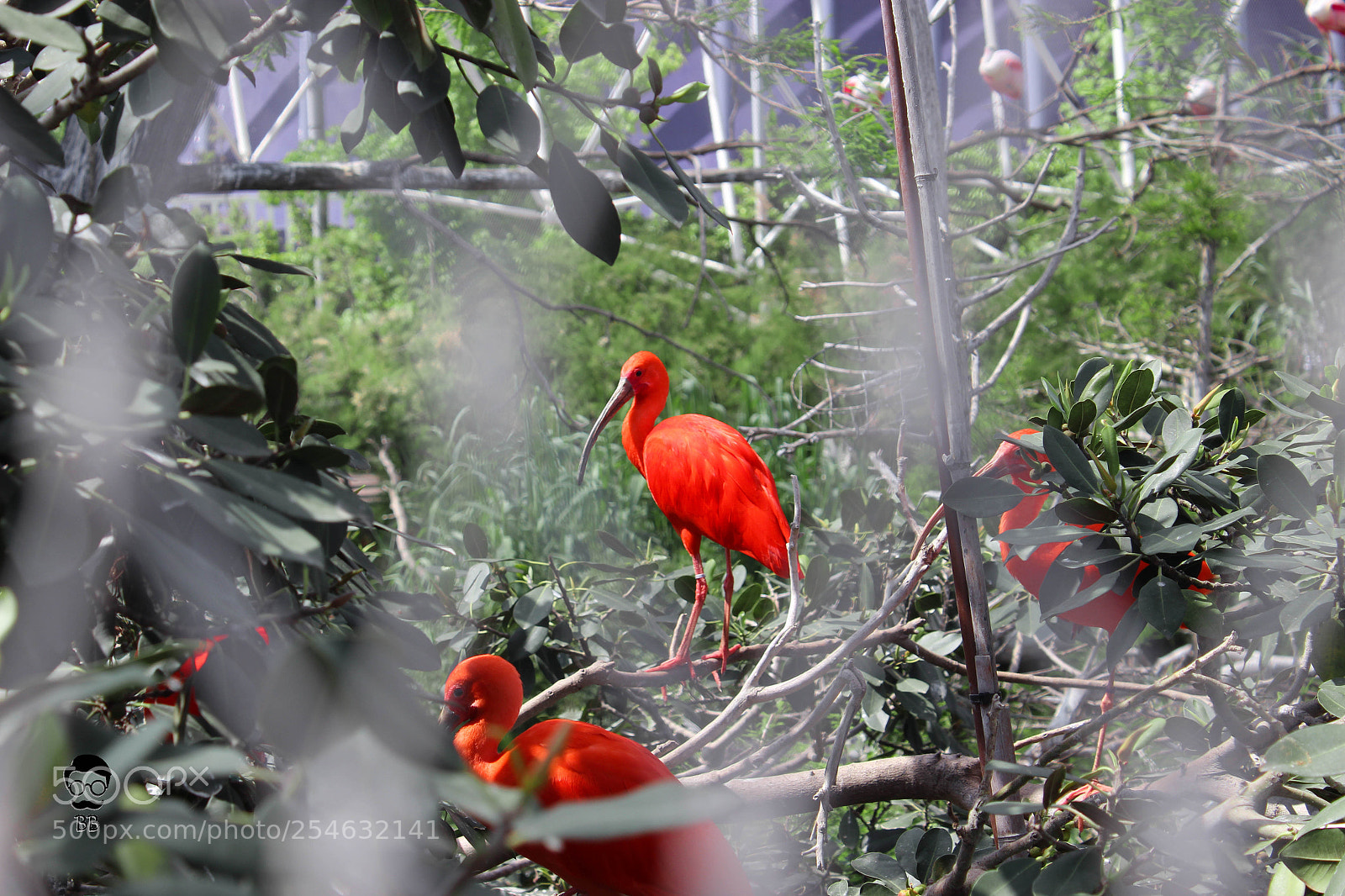 Canon EOS 600D (Rebel EOS T3i / EOS Kiss X5) sample photo. Orange bird photography