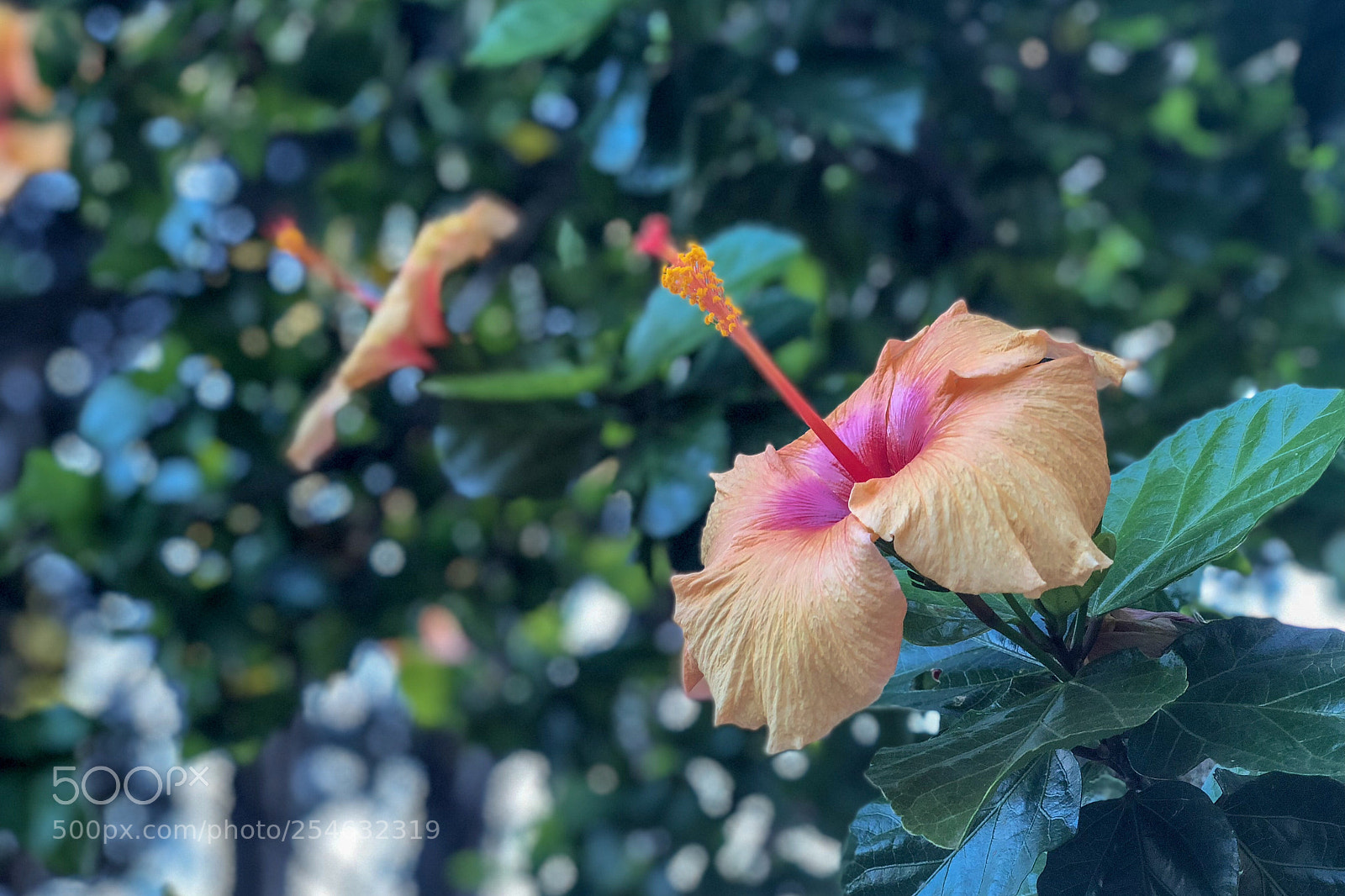 Apple iPhone X sample photo. The morning beauty  photography