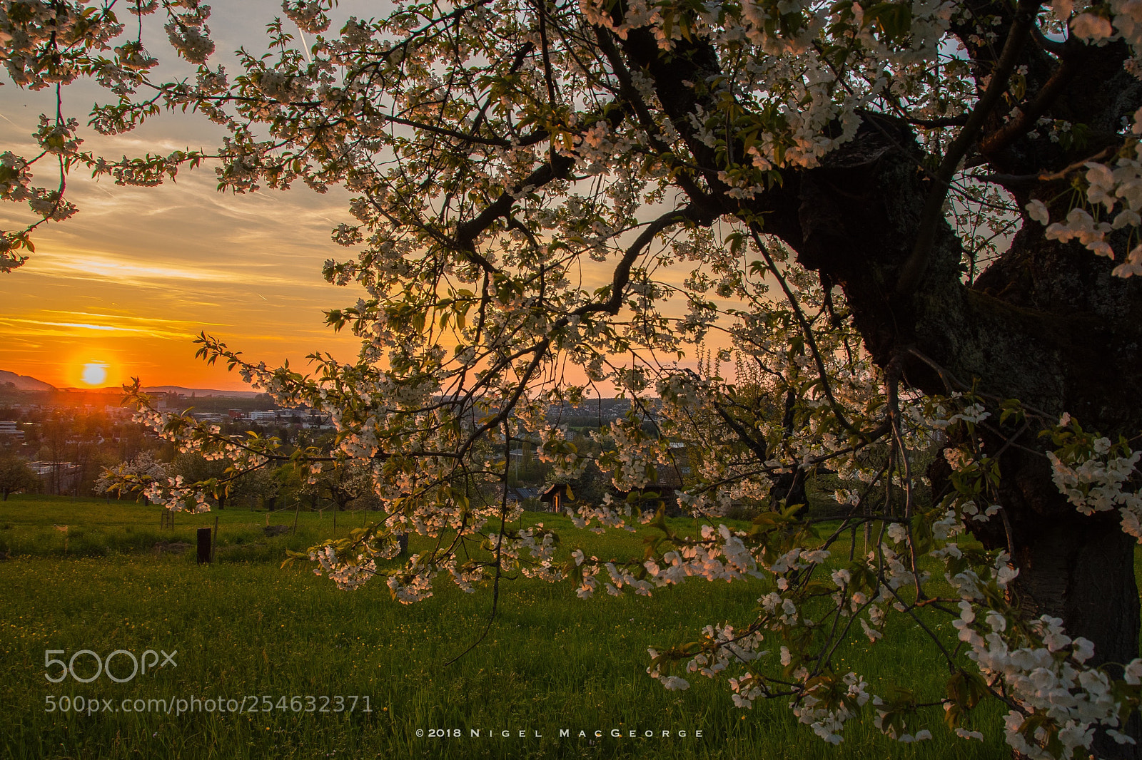 Nikon D5500 sample photo. Gempen cherry tree blossom photography