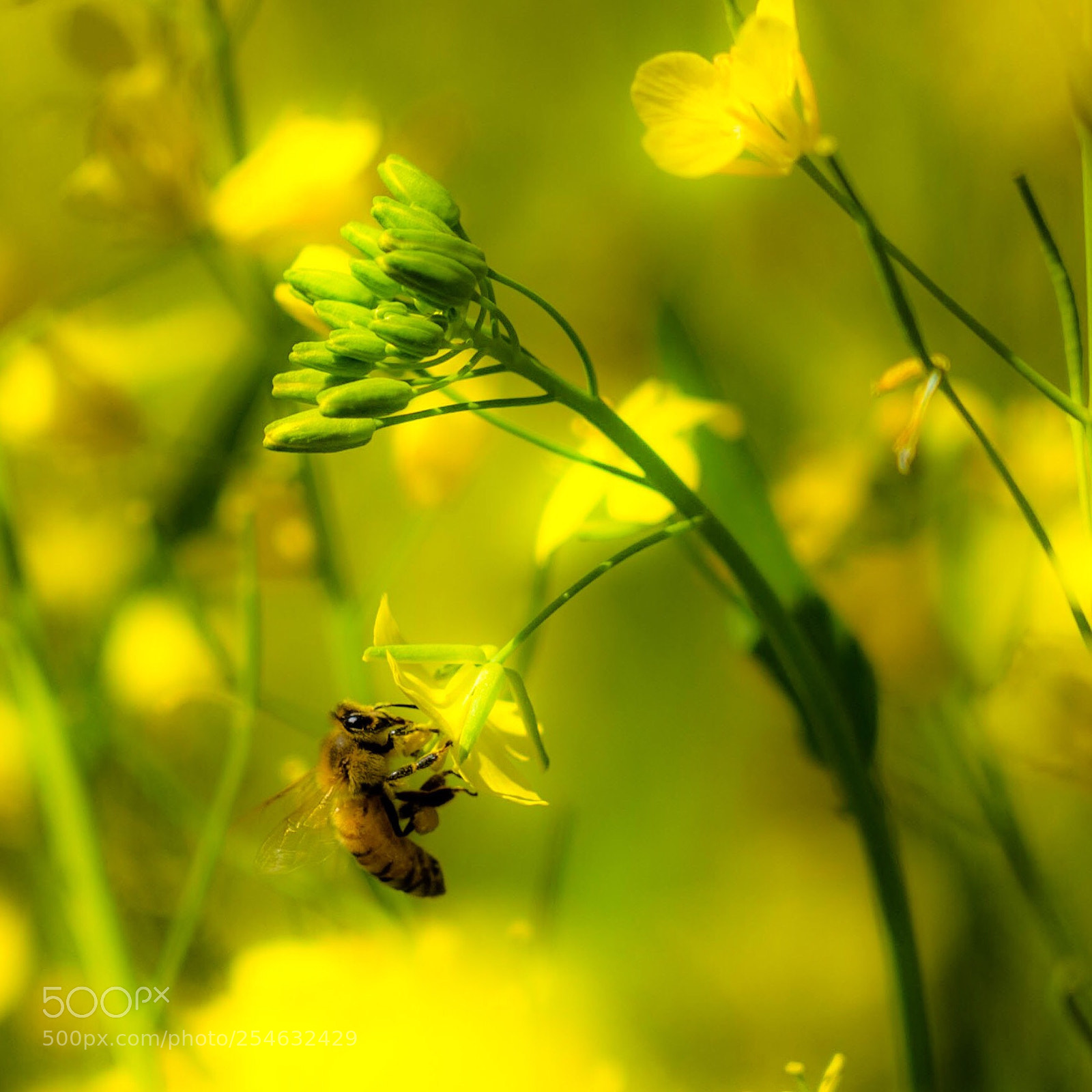 Sony a7 II sample photo. Untitled photography
