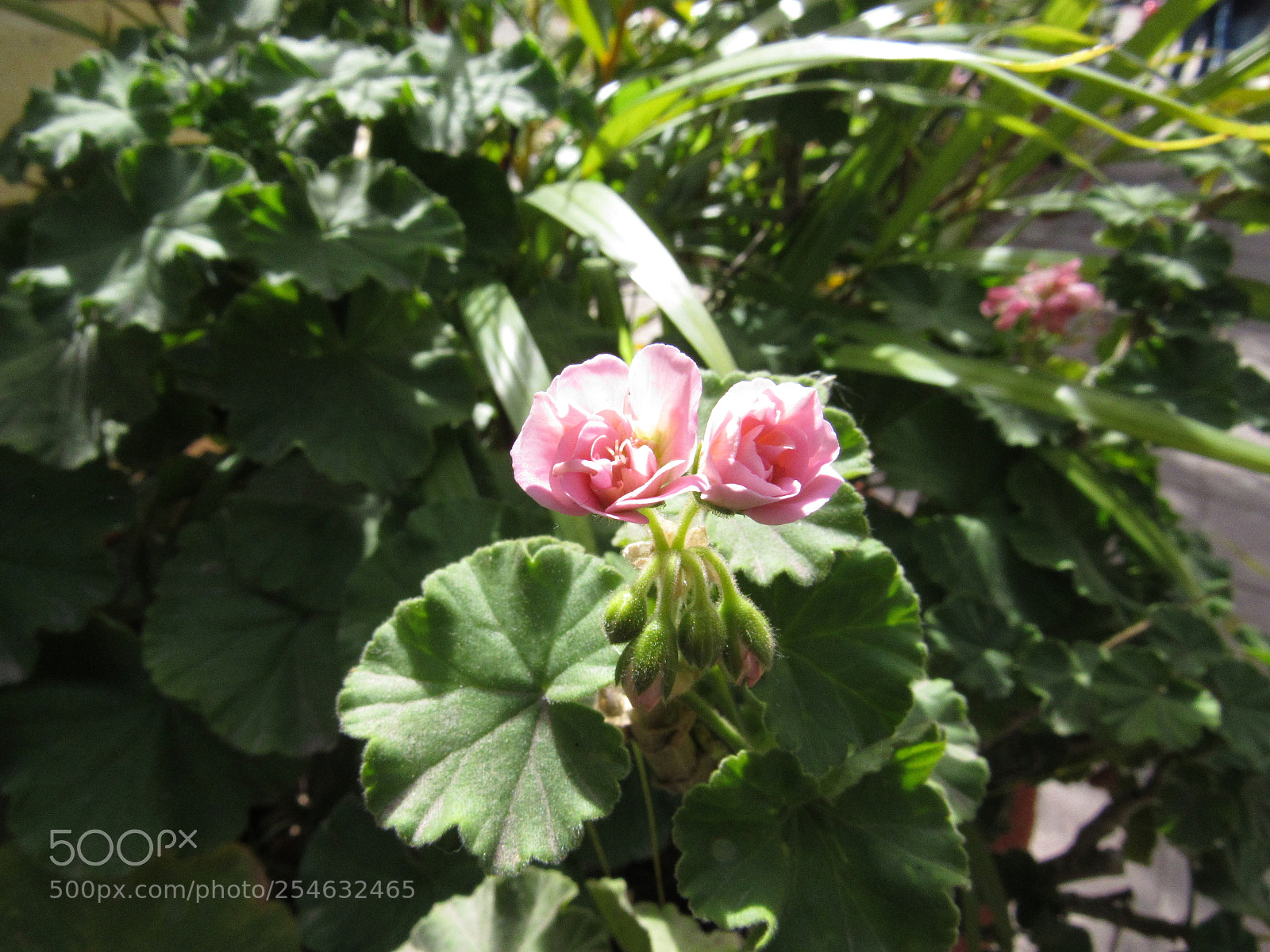 Canon PowerShot SX530 HS sample photo. Florecillas photography