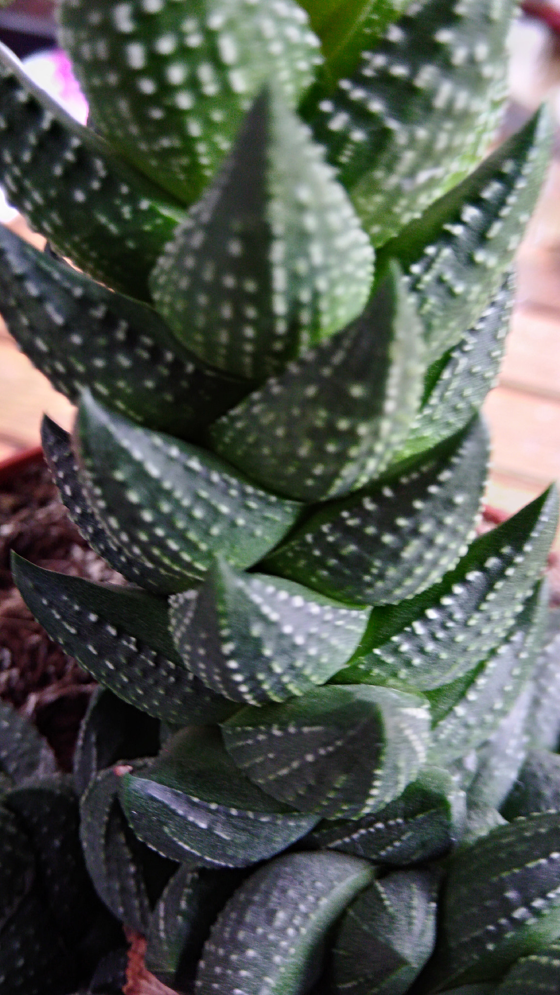 ASUS ZenFone 3 Max (ZC553KL) sample photo. Cacti photography