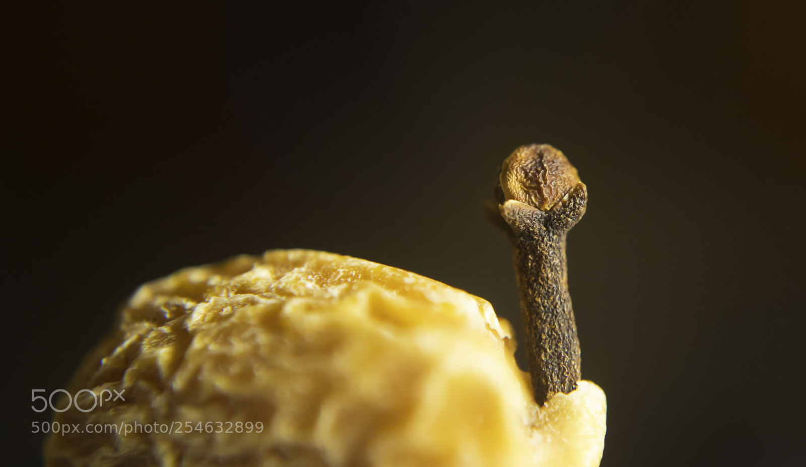Canon EOS 5D Mark IV sample photo. Clove on a date photography