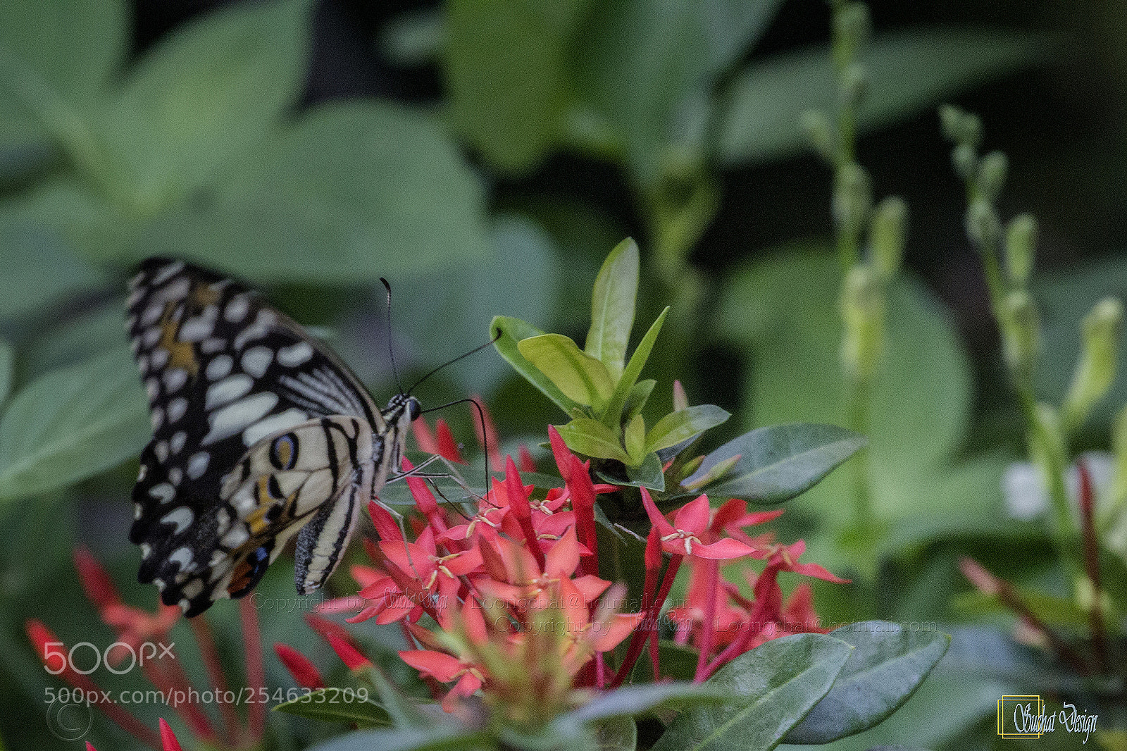 Canon EOS 60D sample photo. Rubiaceae and the lime photography