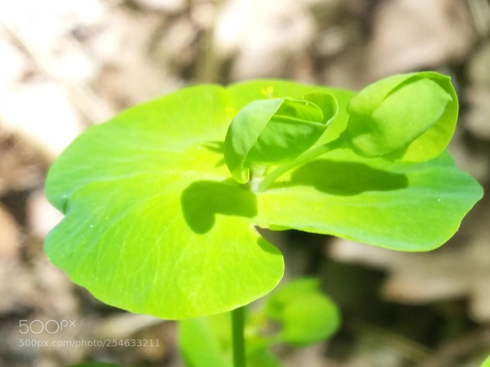 Samsung Galaxy S4 Mini sample photo. Hello you! photography