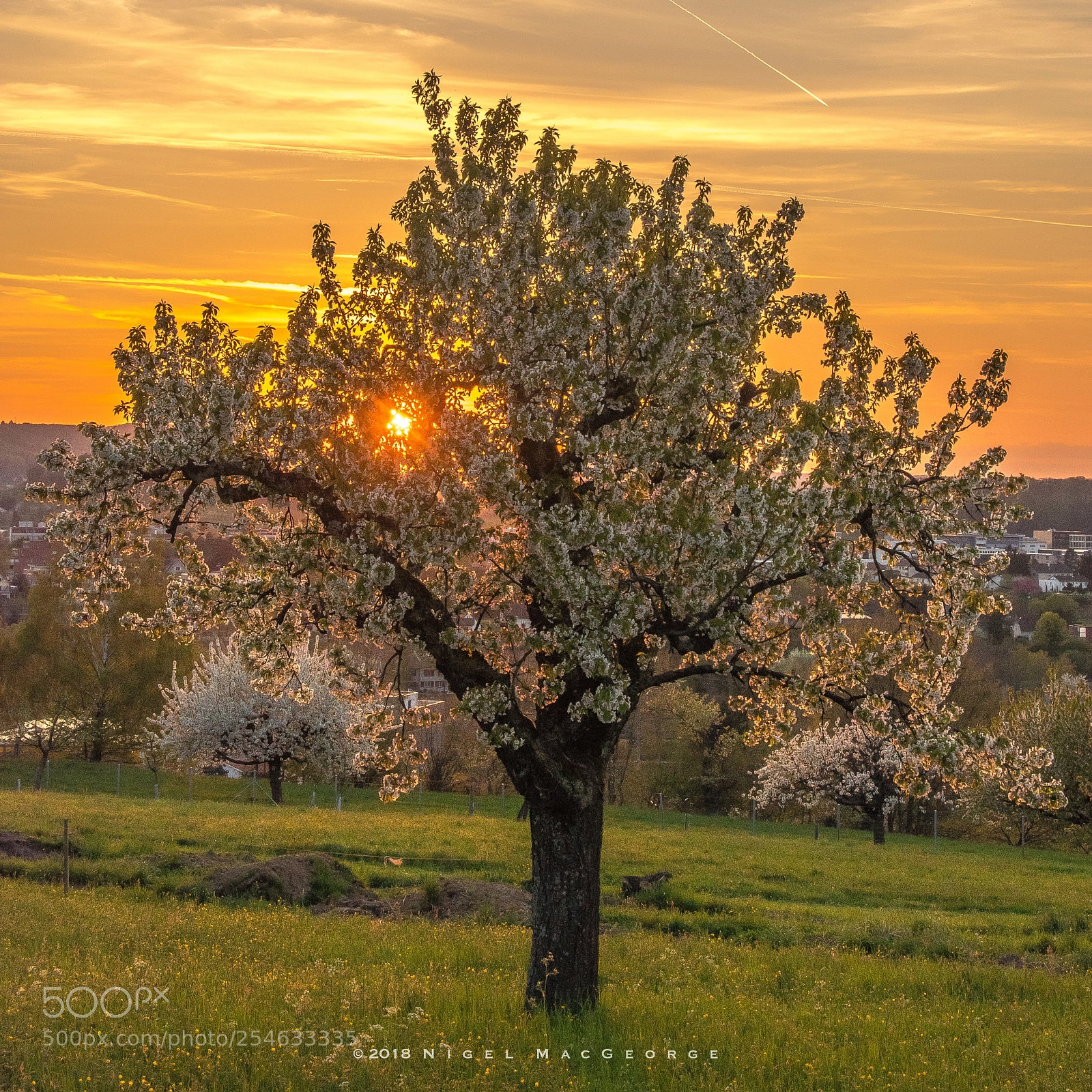 Nikon D5500 sample photo. Gempen cherry tree blossom photography