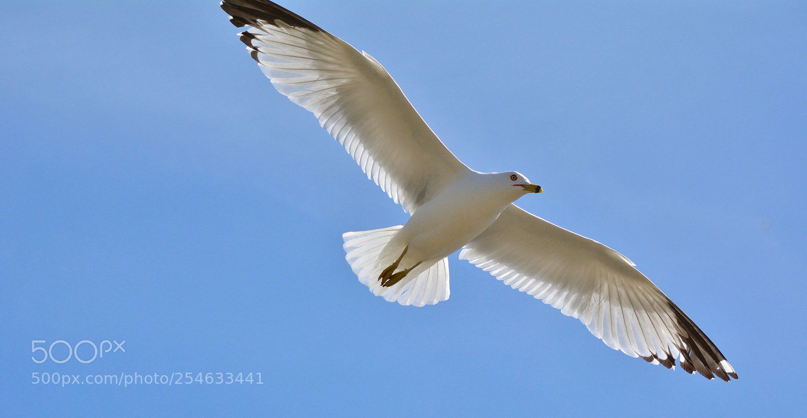 Nikon D5200 sample photo. Sea gull photography
