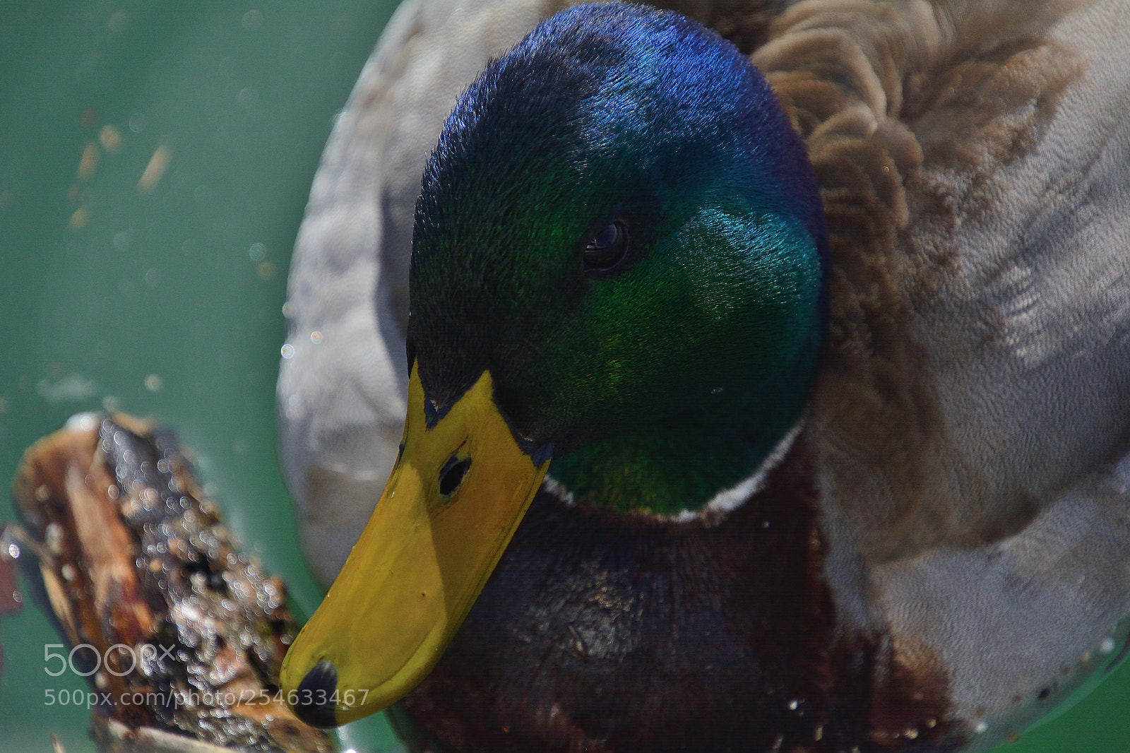 Nikon D5200 sample photo. Dsc photography