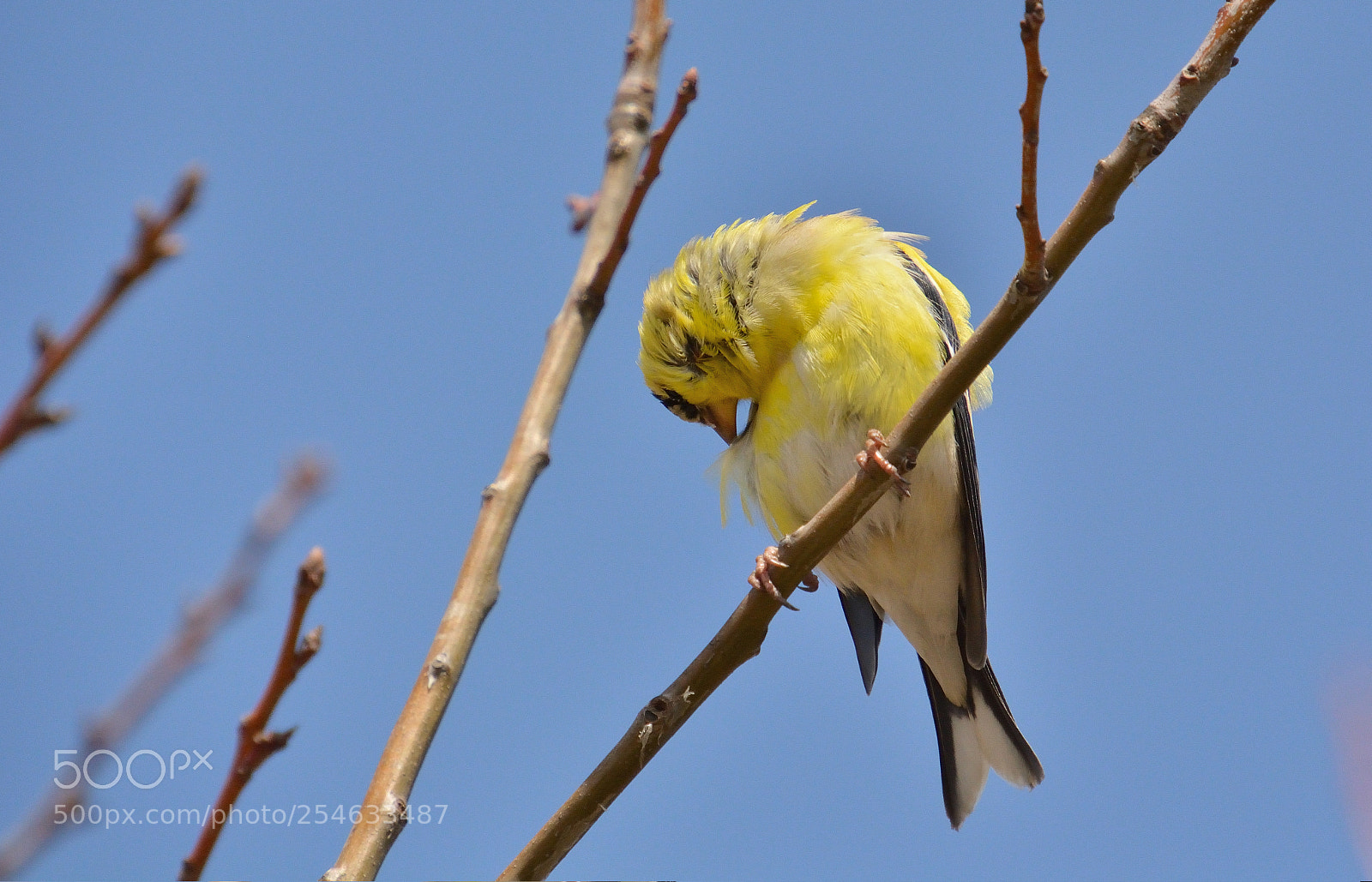 Nikon D5200 sample photo. Yellow bird photography