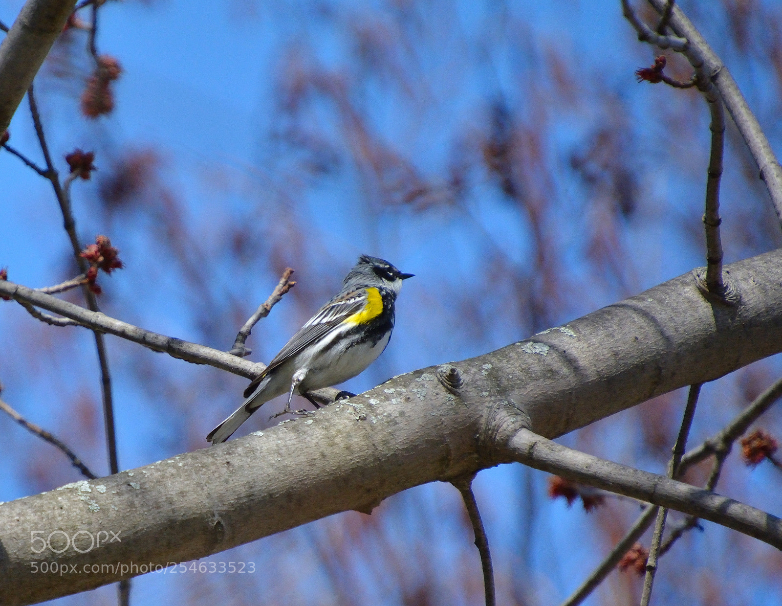 Nikon D5200 sample photo. Birdy photography