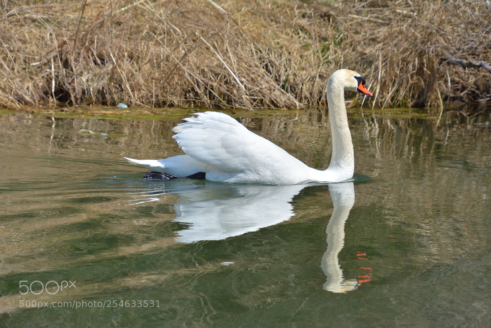 Nikon D5200 sample photo. Swam photography