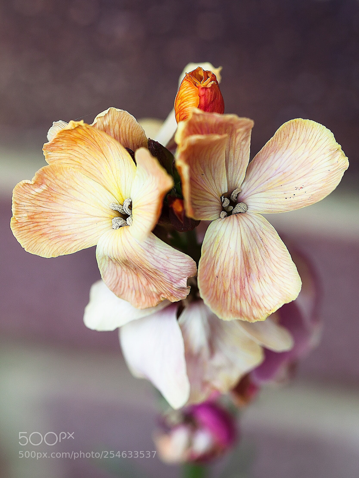 Canon EOS 5D Mark II sample photo. :: photography