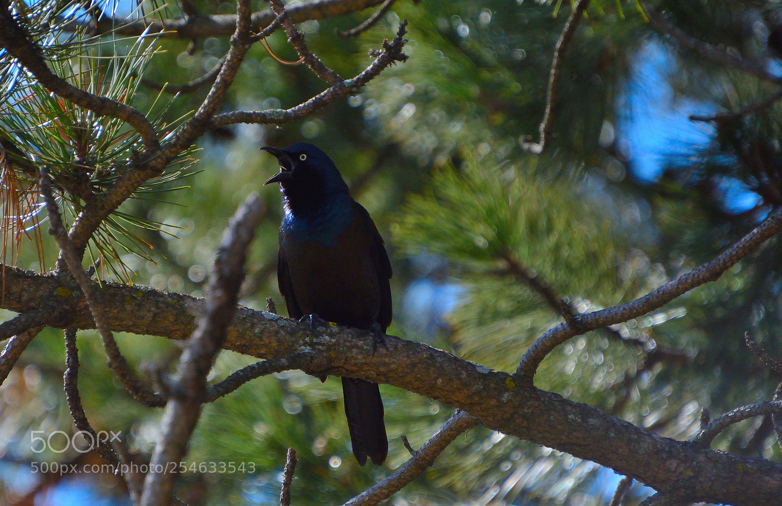 Nikon D5200 sample photo. Birdy photography