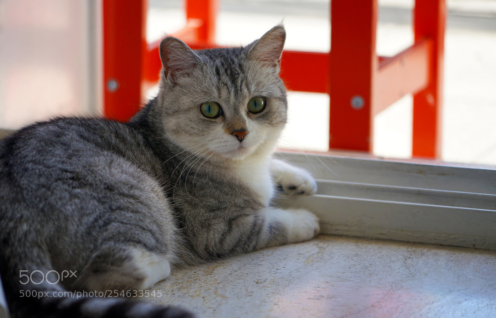 Sony a7 II sample photo. Cutie photography
