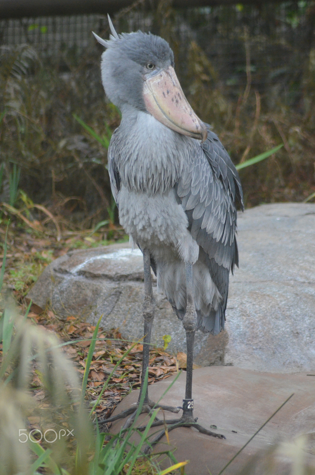 Nikon AF Nikkor 70-300mm F4-5.6G sample photo. (t) photography