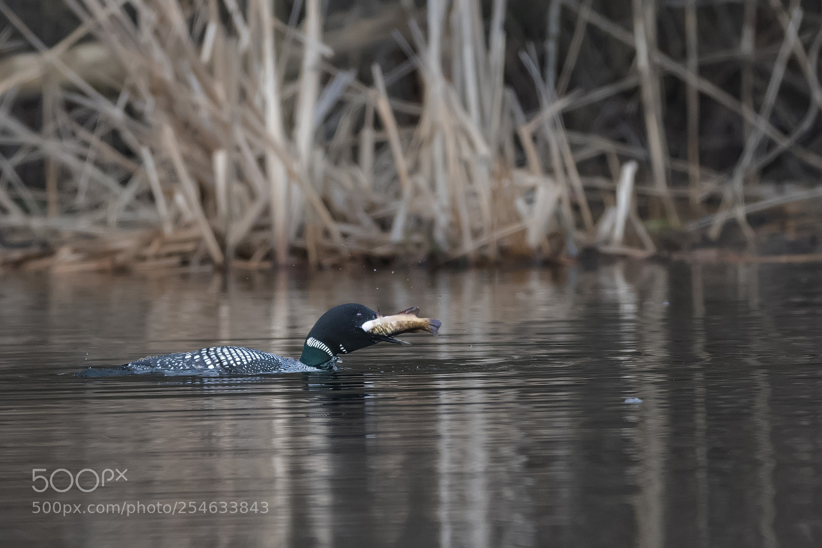 Nikon D850 sample photo. Loon with catfish photography