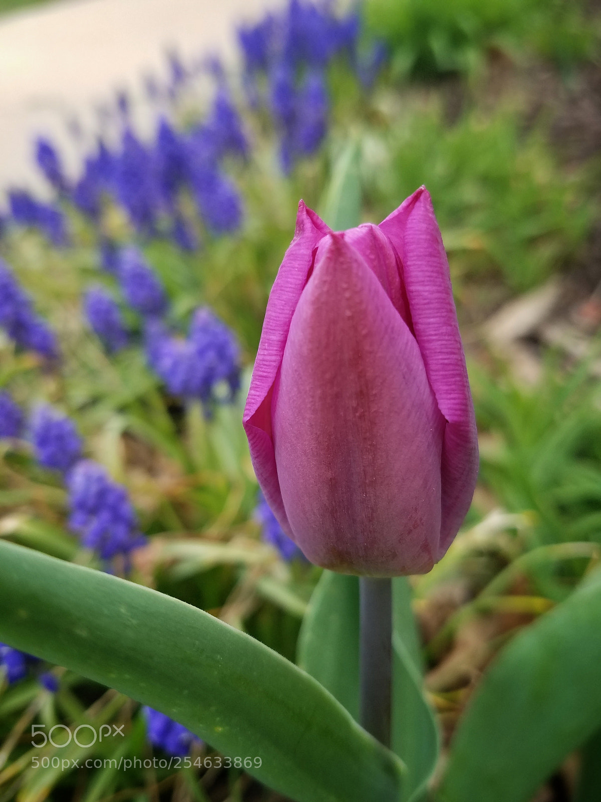 Samsung Galaxy S7 Edge sample photo. Spring photography