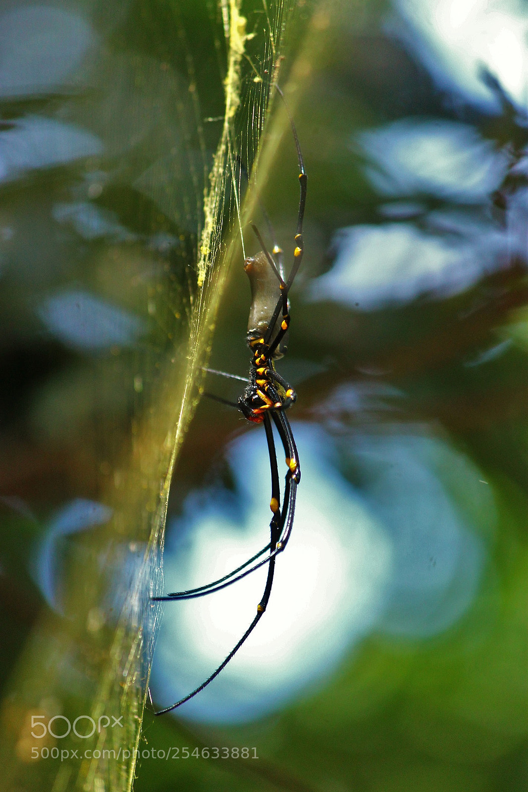 Canon EOS 1100D (EOS Rebel T3 / EOS Kiss X50) sample photo. Golden orb weaver photography