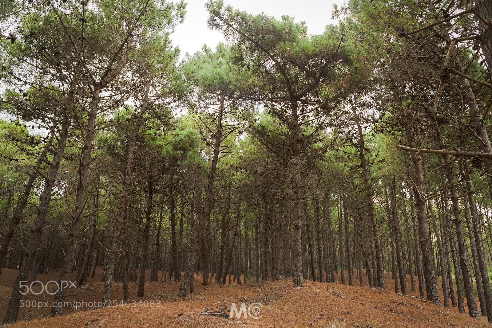 Nikon D610 sample photo. Pine fragrancy photography