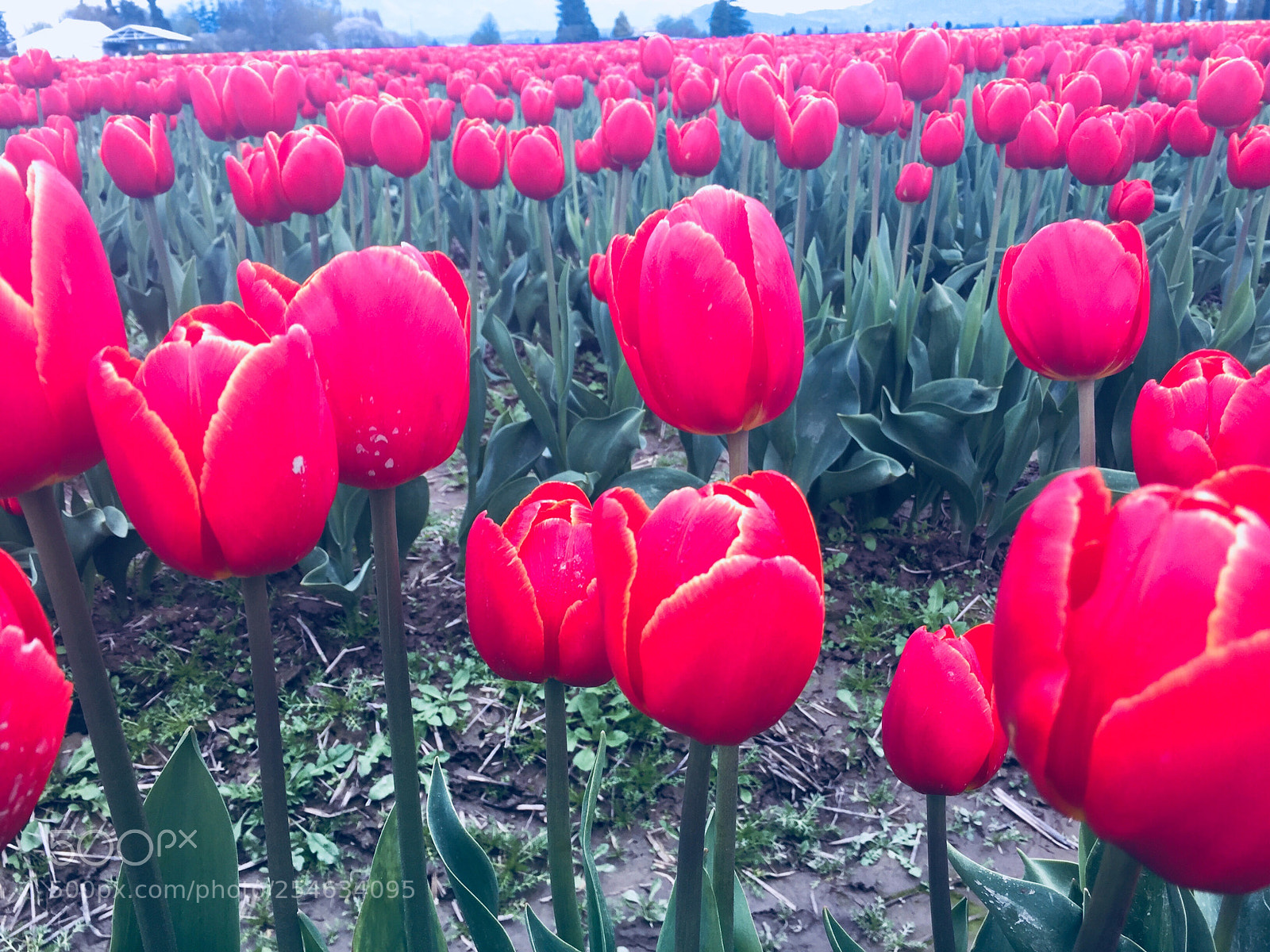 Apple iPhone 6 sample photo. Untitled photography