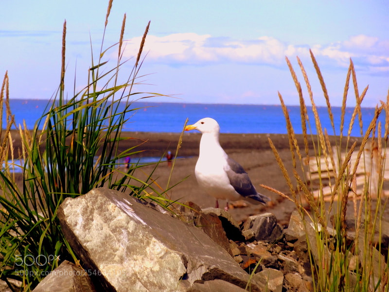 Sony Cyber-shot DSC-HX9V sample photo. Seagull on the beach photography