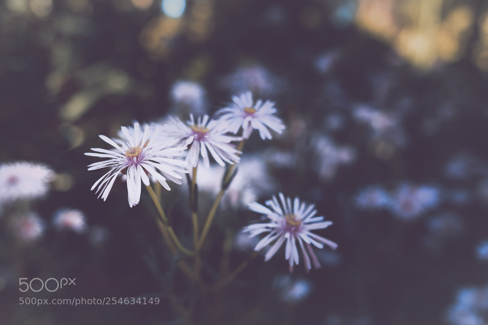 Canon EOS 5D Mark IV sample photo. Flower photography
