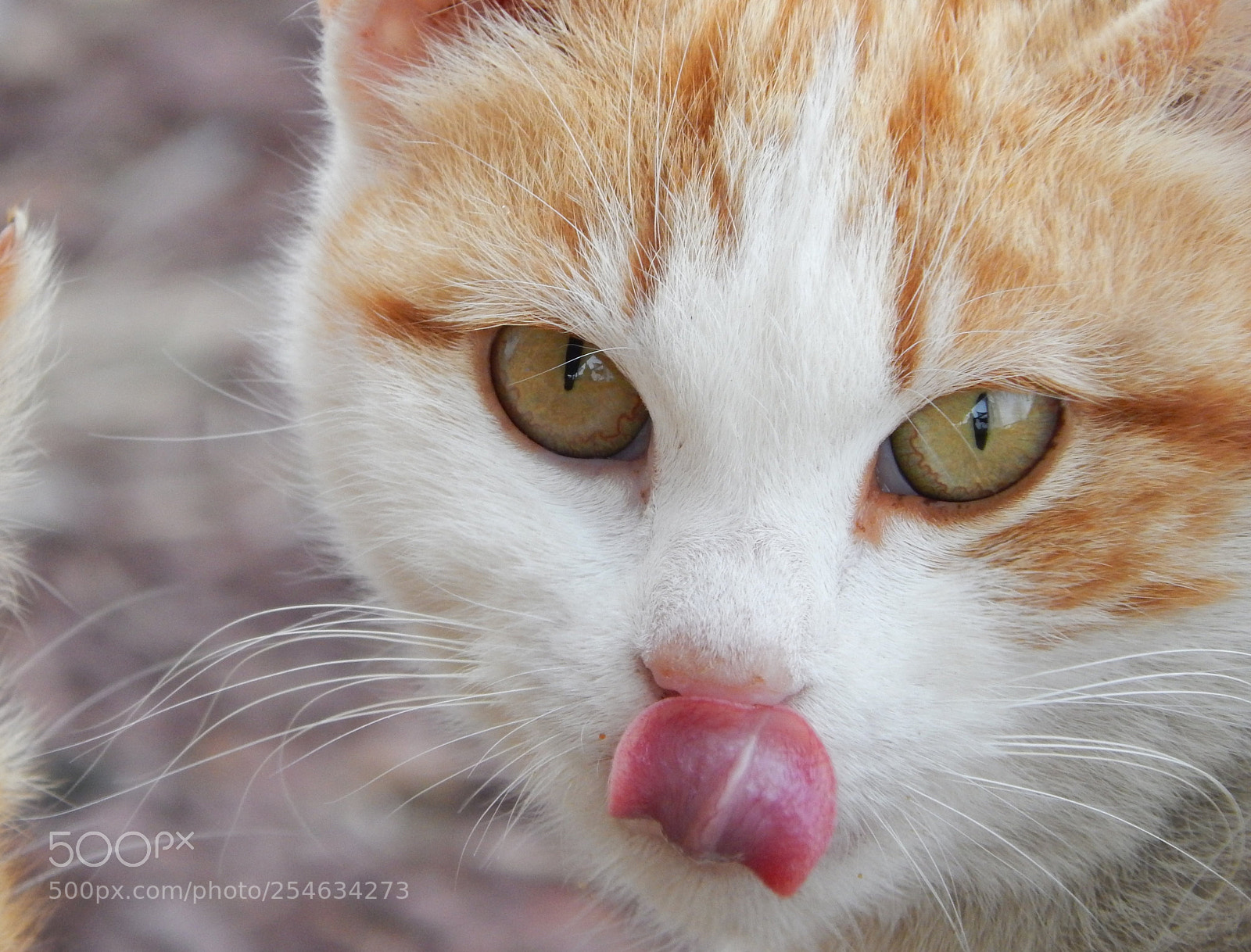 Nikon Coolpix L820 sample photo. Feral cat finishing dinner photography