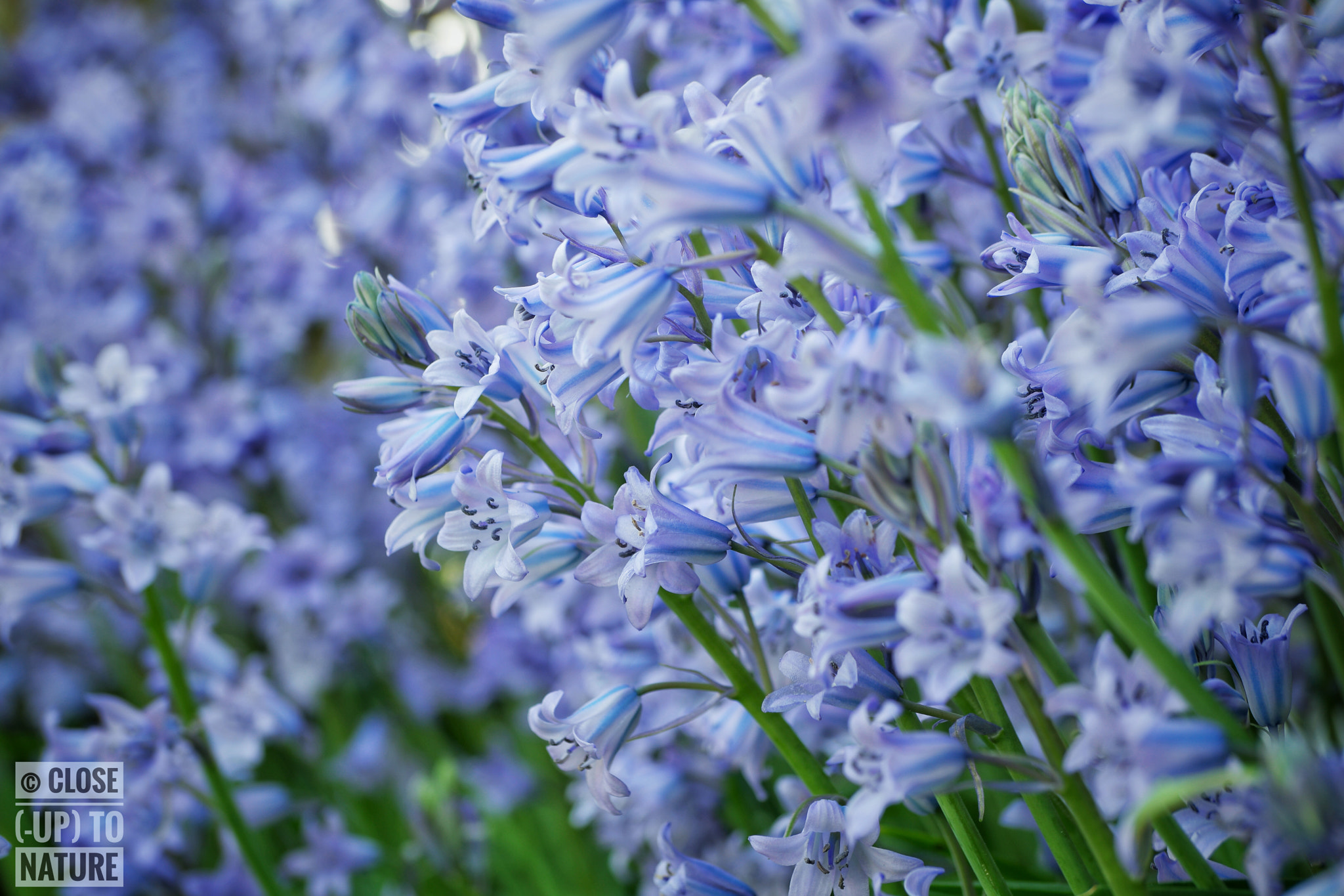 Samsung NX500 sample photo. Jacinthe des bois (3) photography