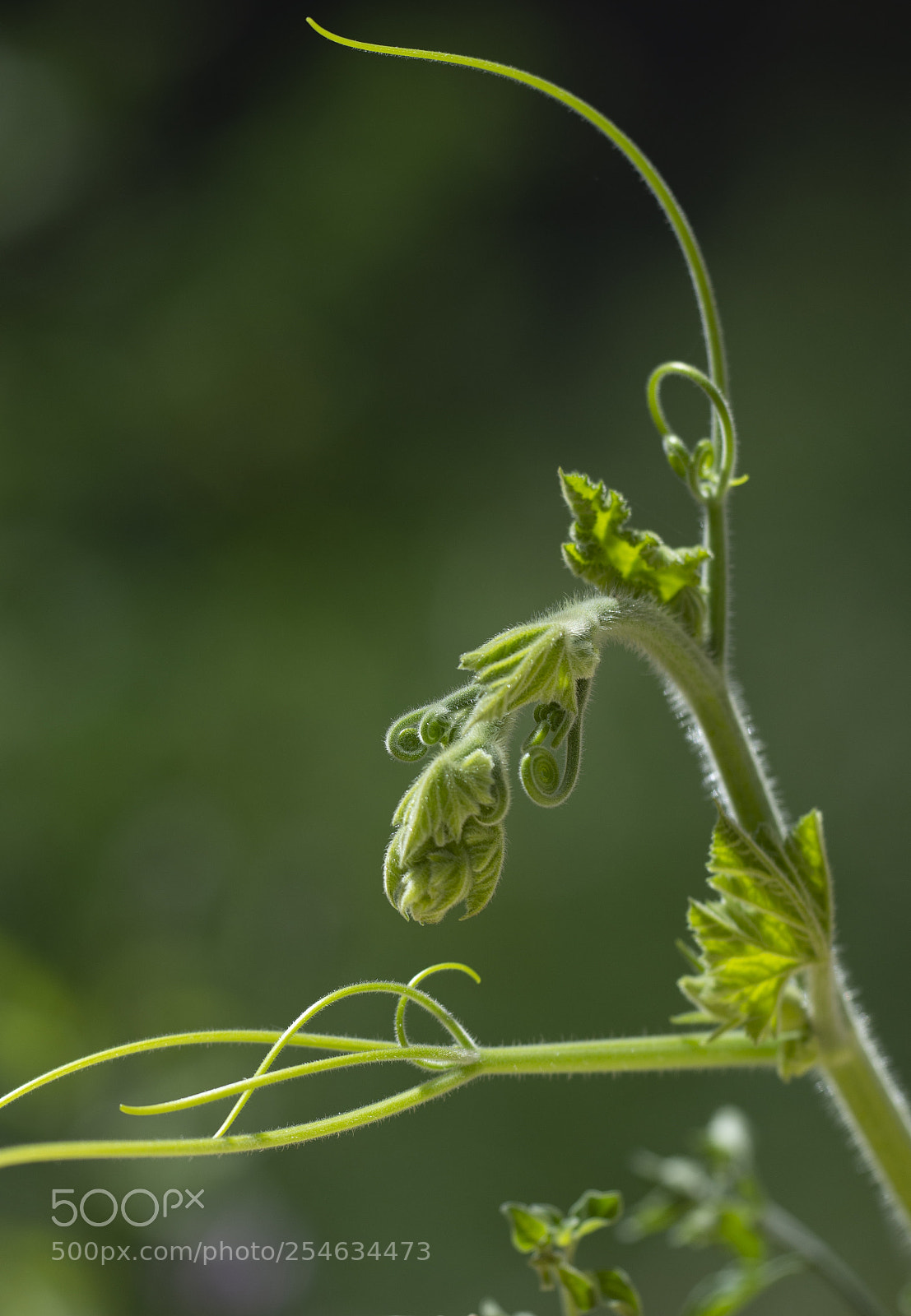Nikon D7200 sample photo. Enroscada photography