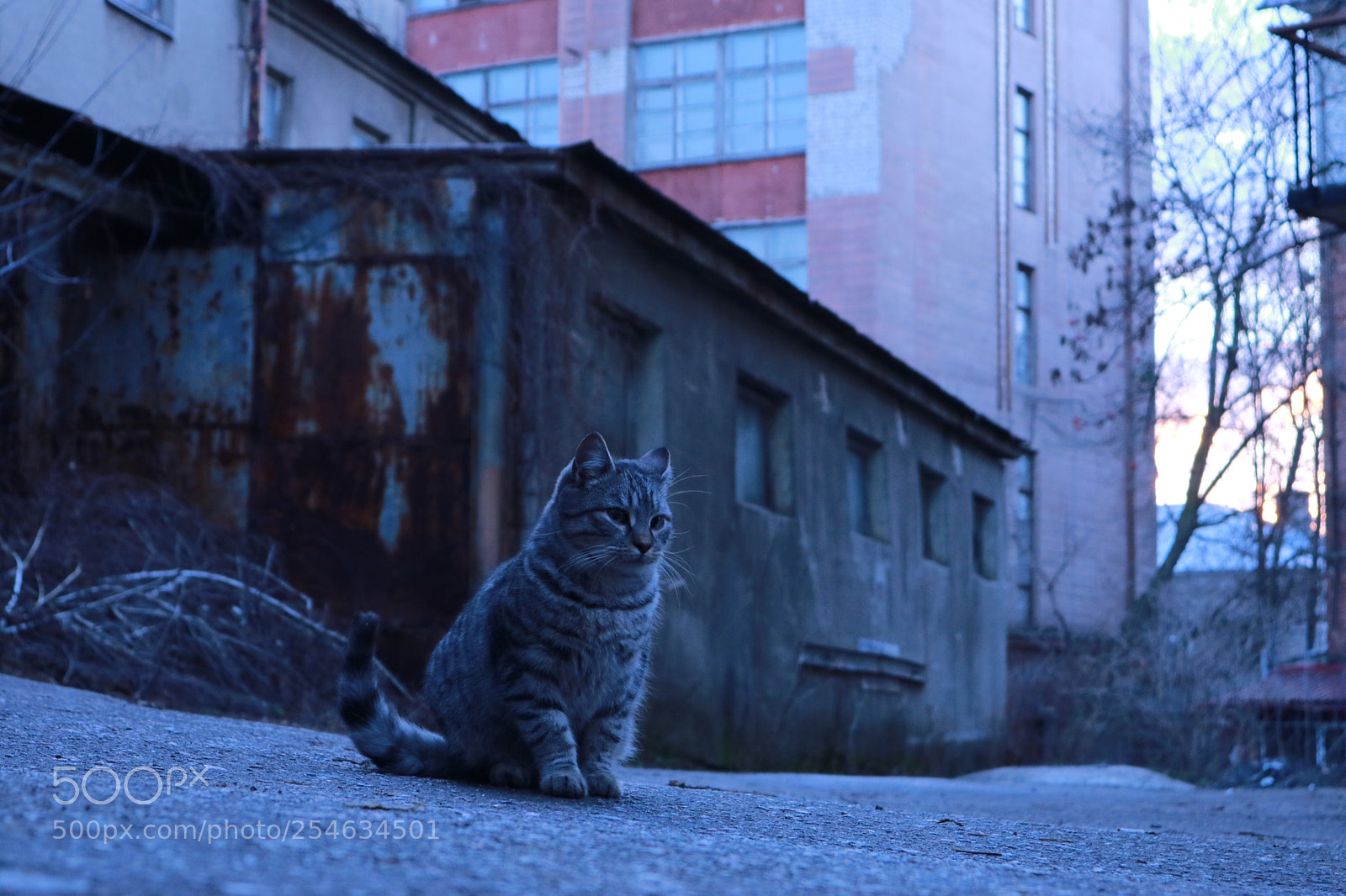 Canon EOS M3 sample photo. Untitled photography