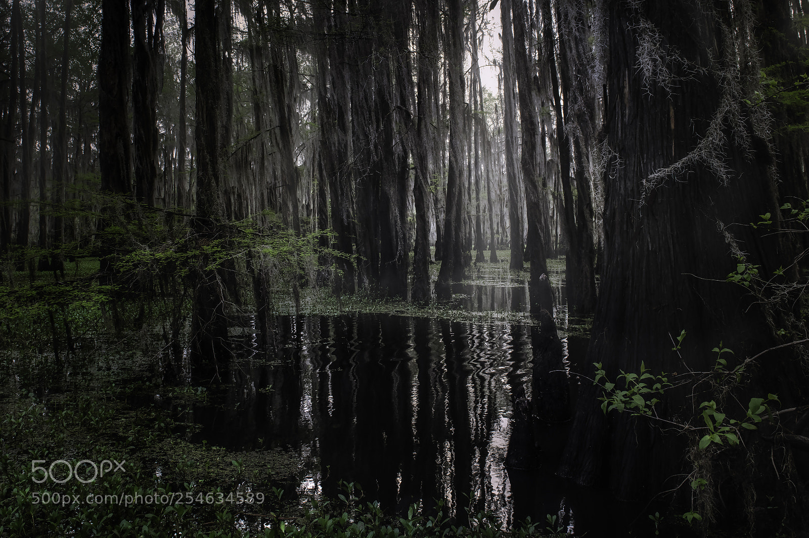 Nikon D850 sample photo. Backwater photography