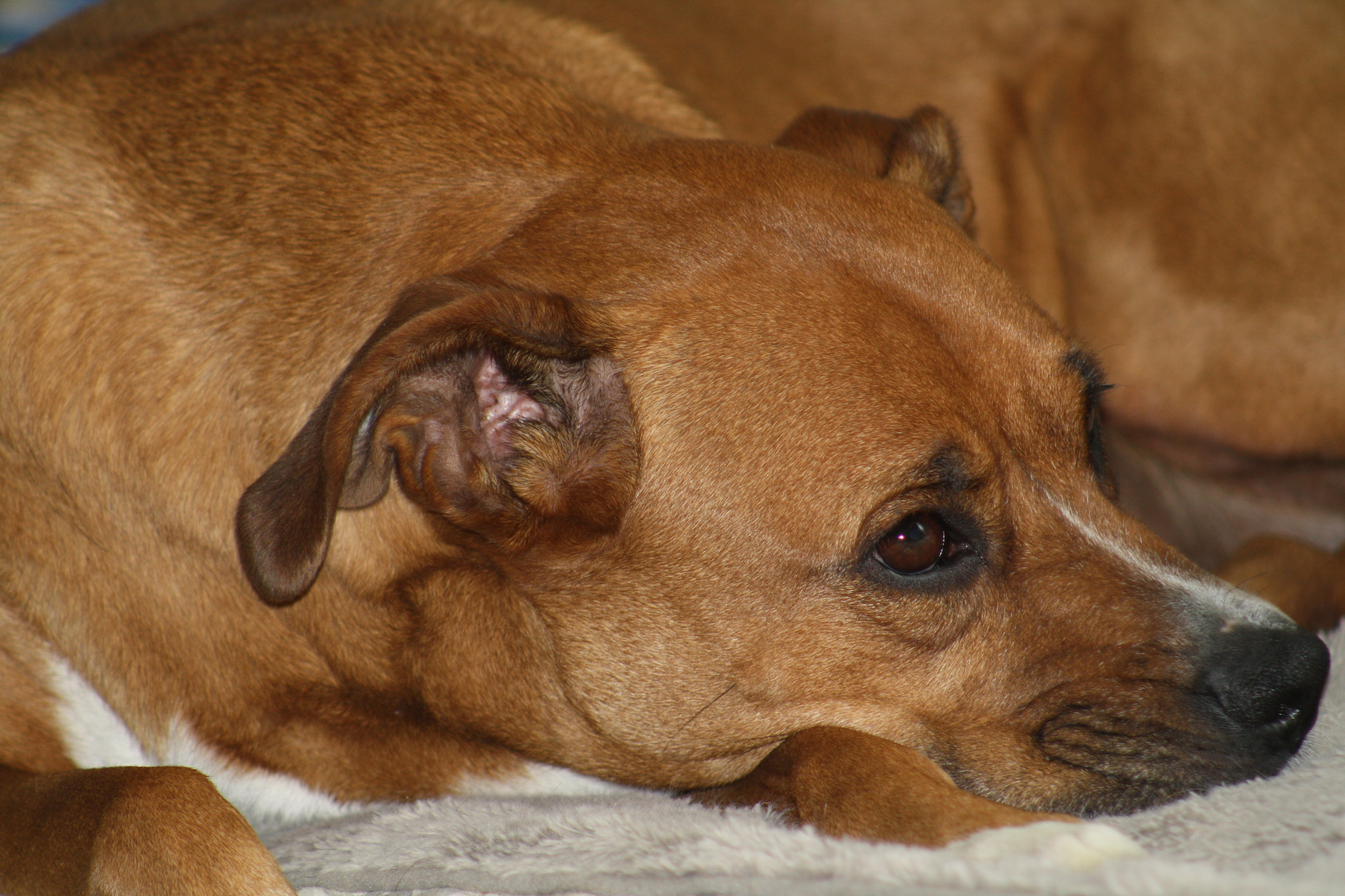 Canon EF 75-300mm f/4-5.6 sample photo. Thinking dog photography