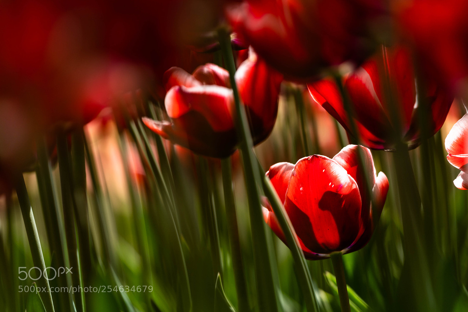 Sony a9 sample photo. Tulips photography